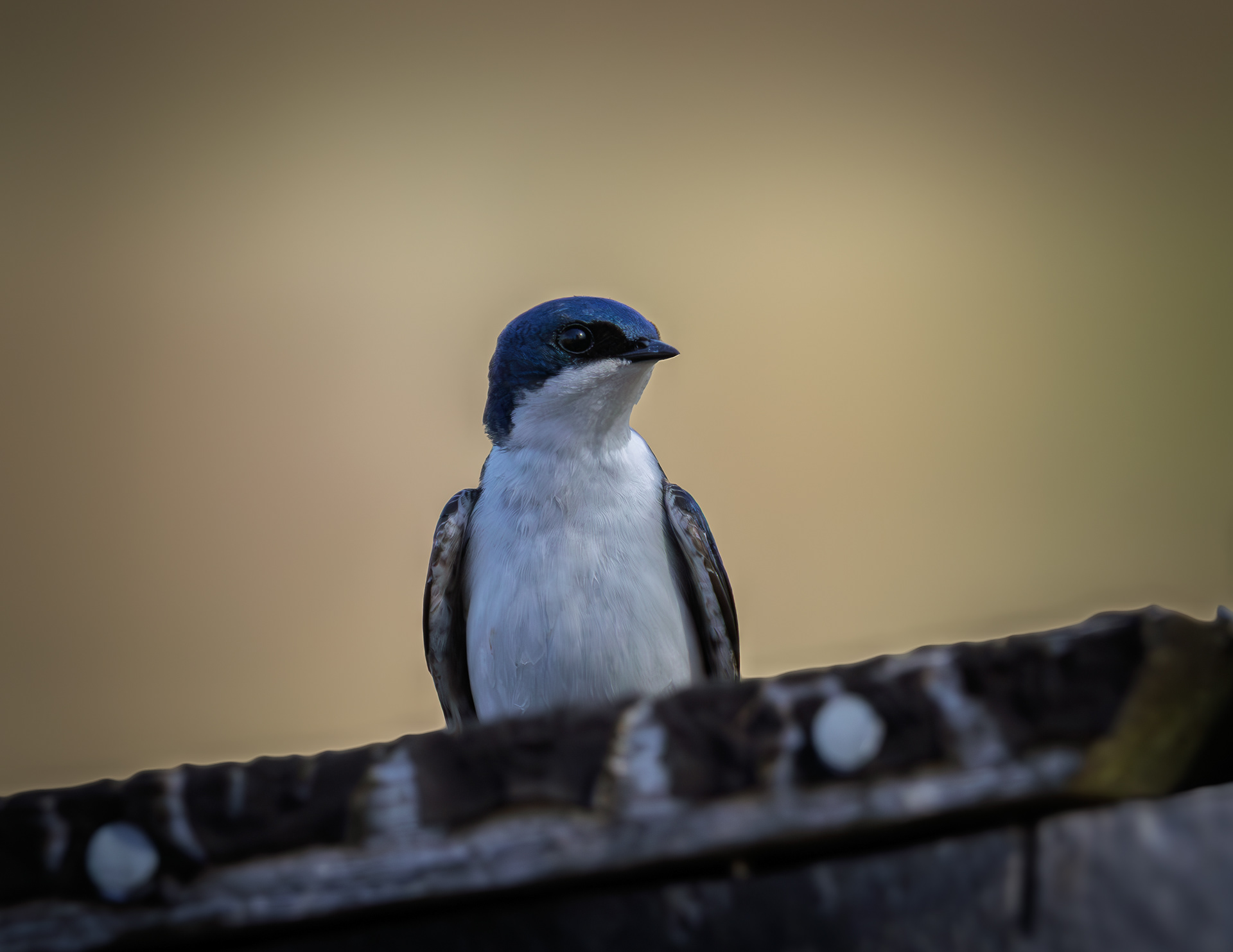 Tree Swallow at CSV
