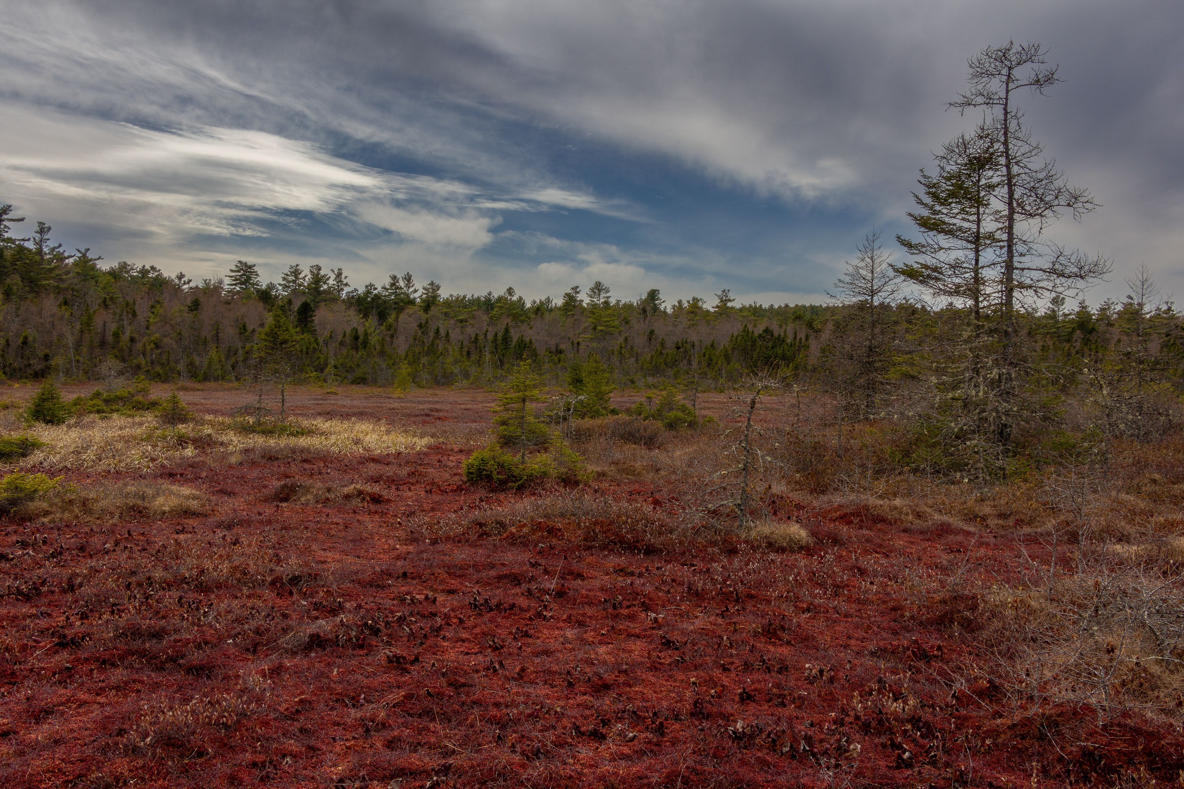 Philbrick-Cricenti Bog No16