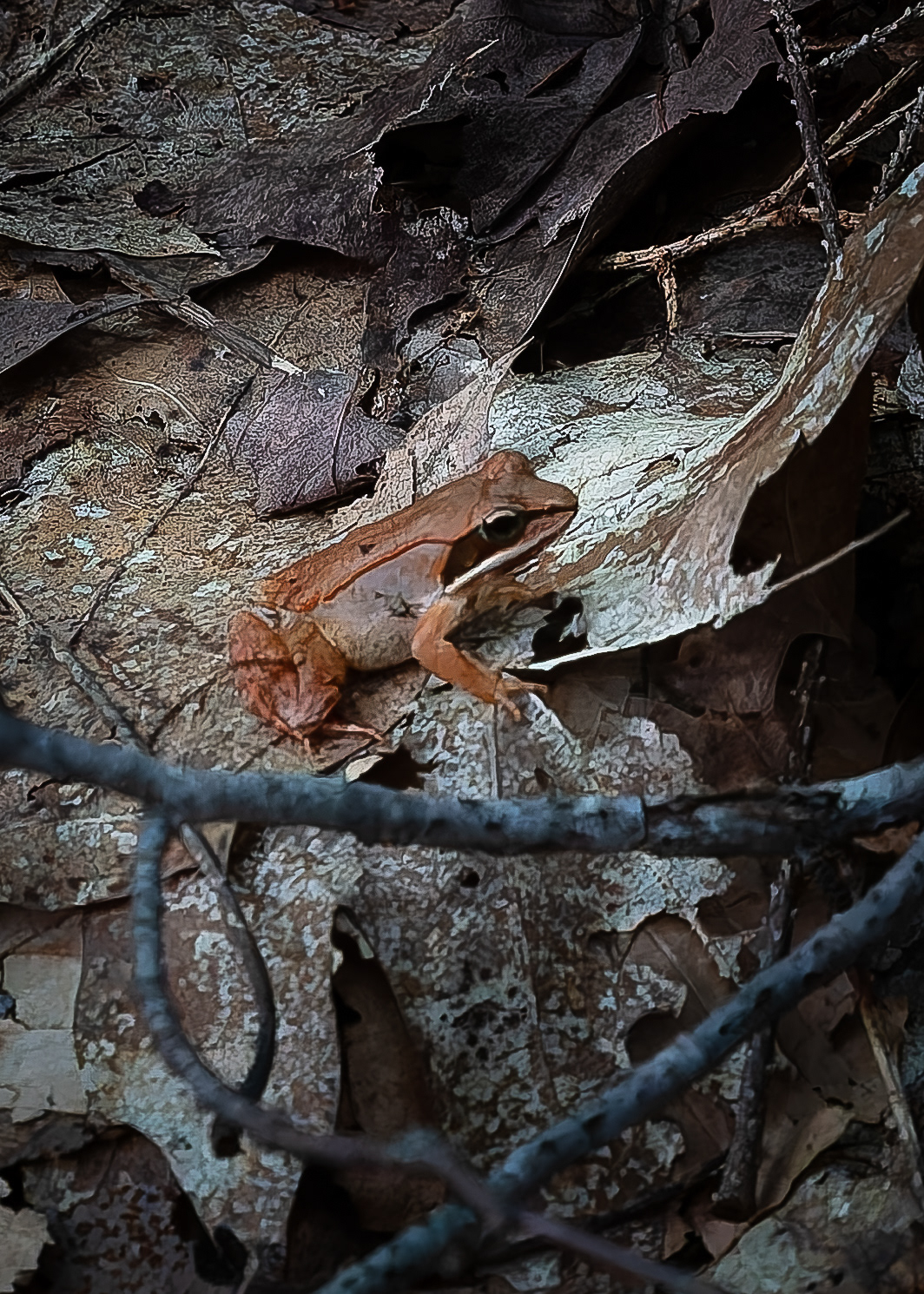 Wood Frog