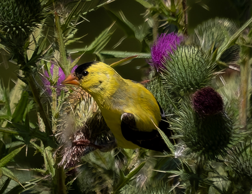 Male American Goldfinch No1
