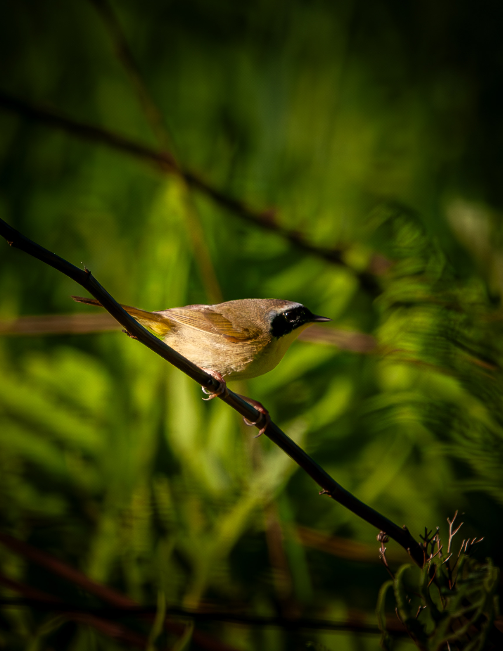 Common Yellowthroat at CSV