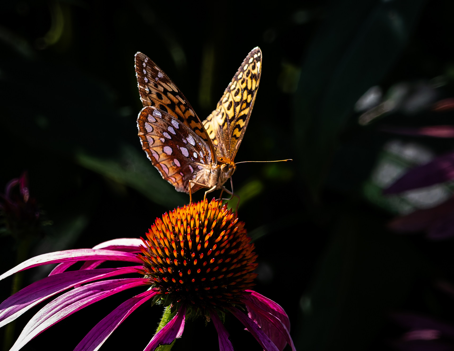 Great Spangled Fritillary Butterfly - August 16, 2026