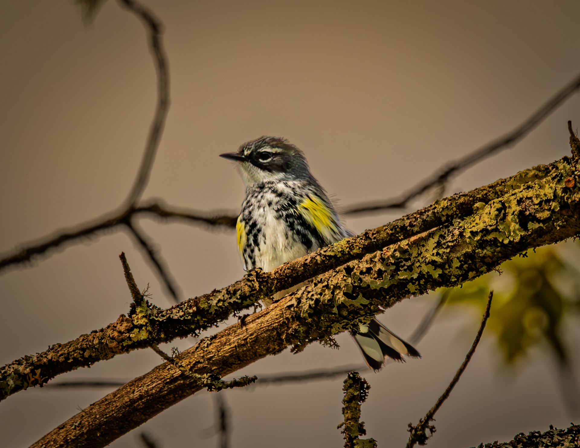 Yellow-rumped Warbler
