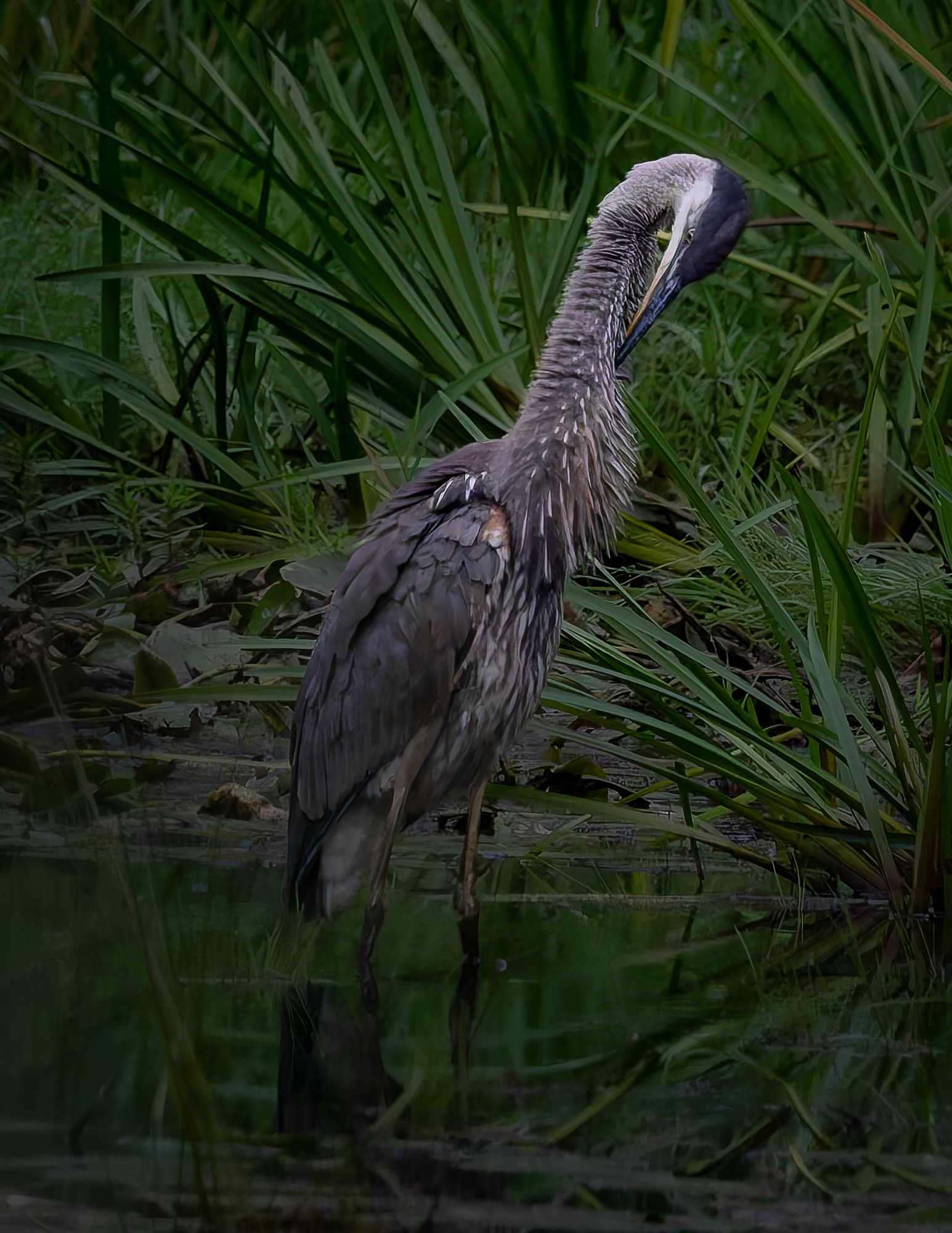 Great Blue Heron No4