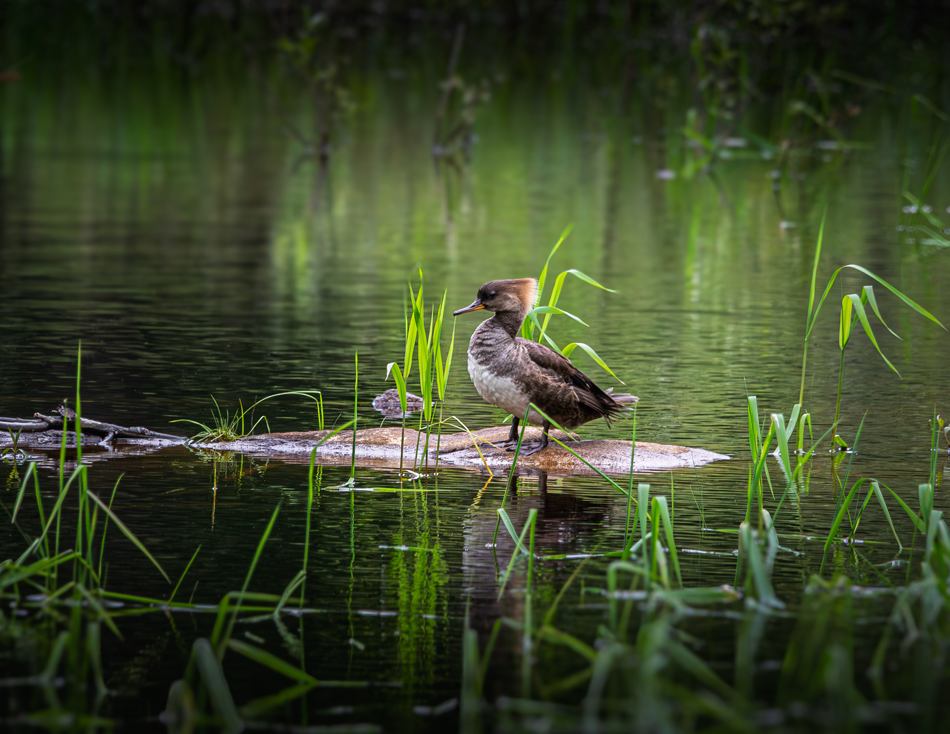 Female Hooded Merganser - May 21, 2025