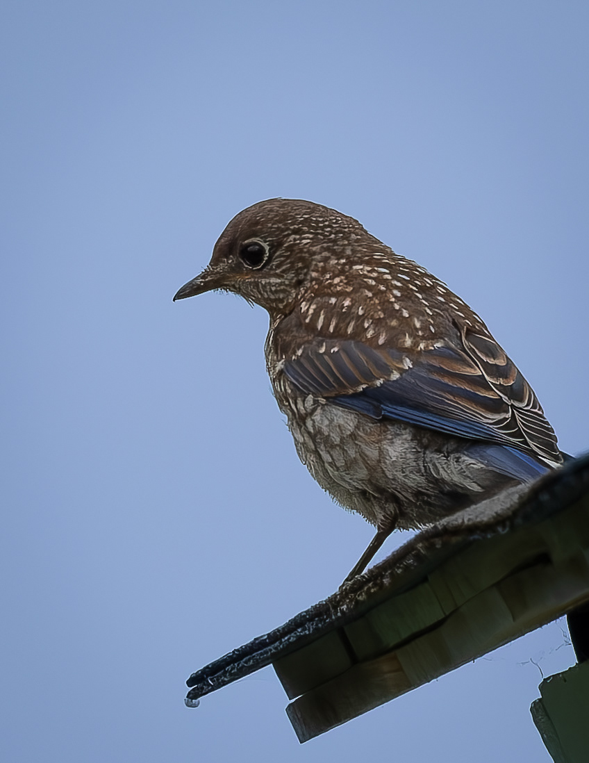 Juvenile Bluebird