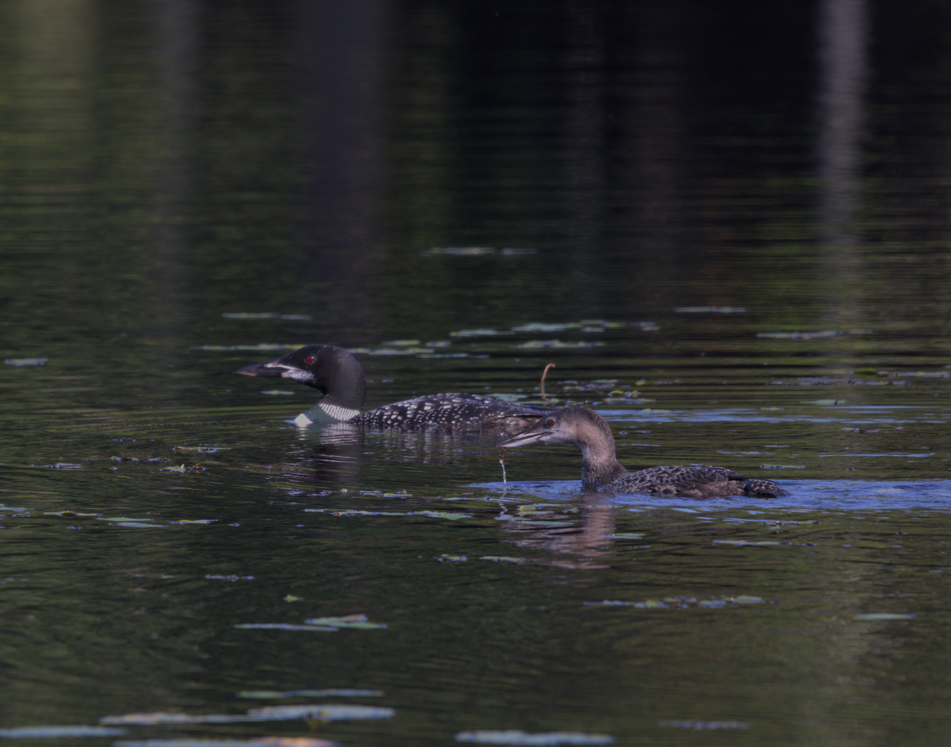 Adult and Juvenile Common Loon