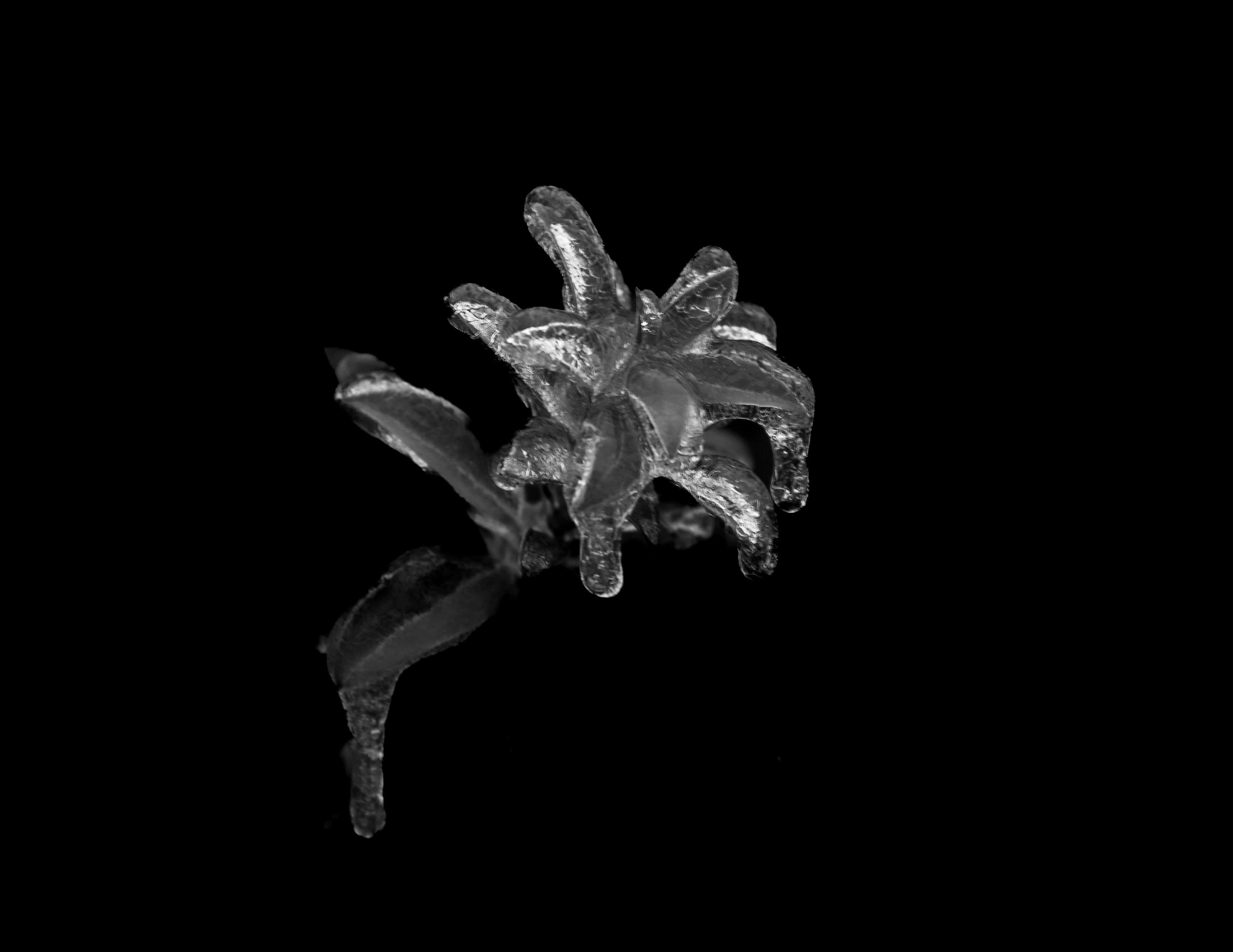 Mountain Laurel Leaf Covered in Ice