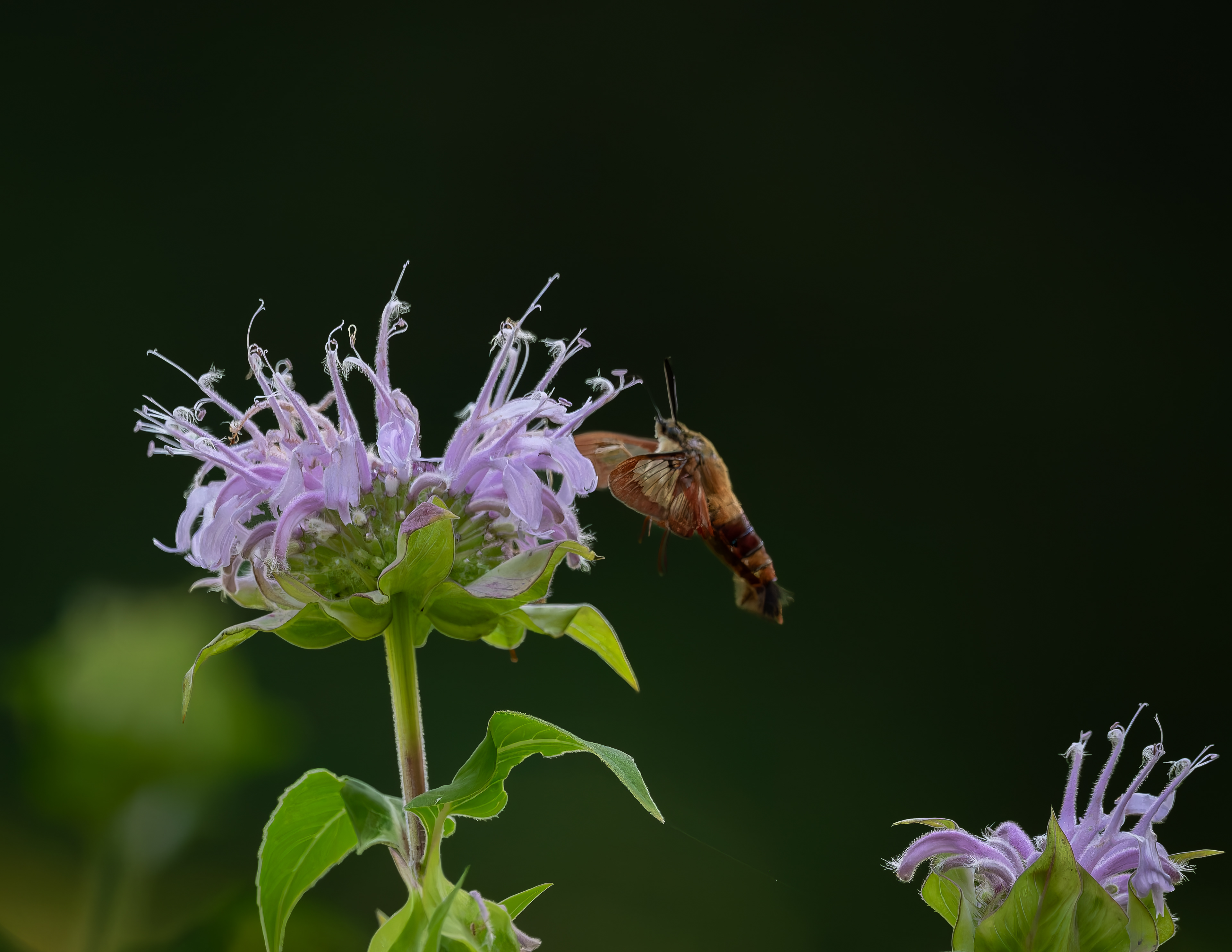Clearwing Hummingbird Moth No3 - July 25, 2026