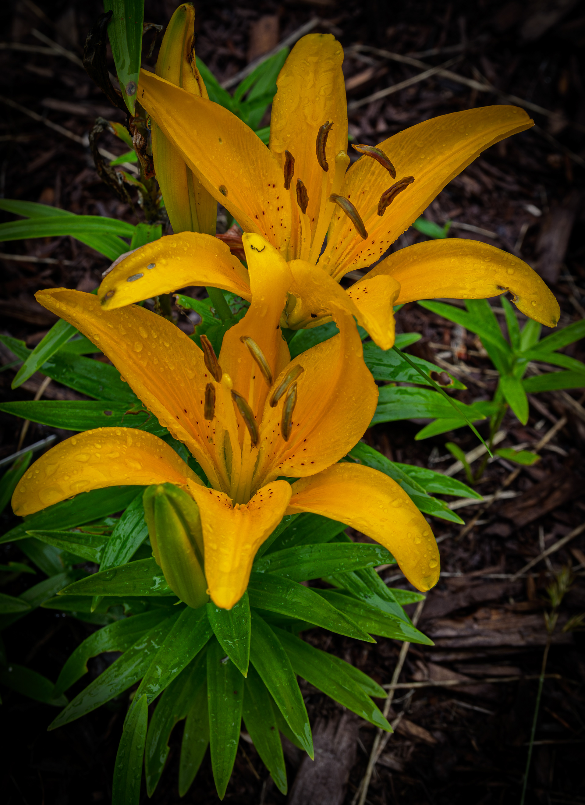 Asiatic Lily No3