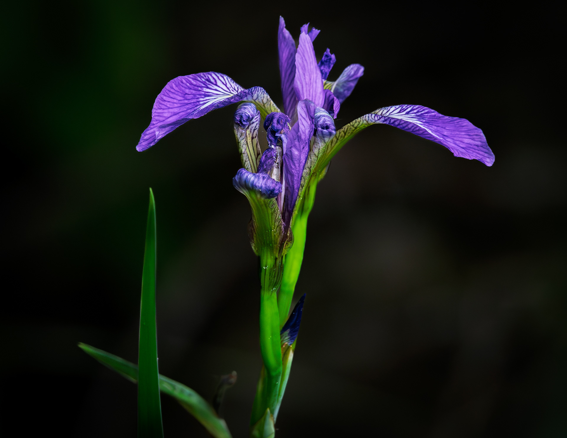 Wild Iris