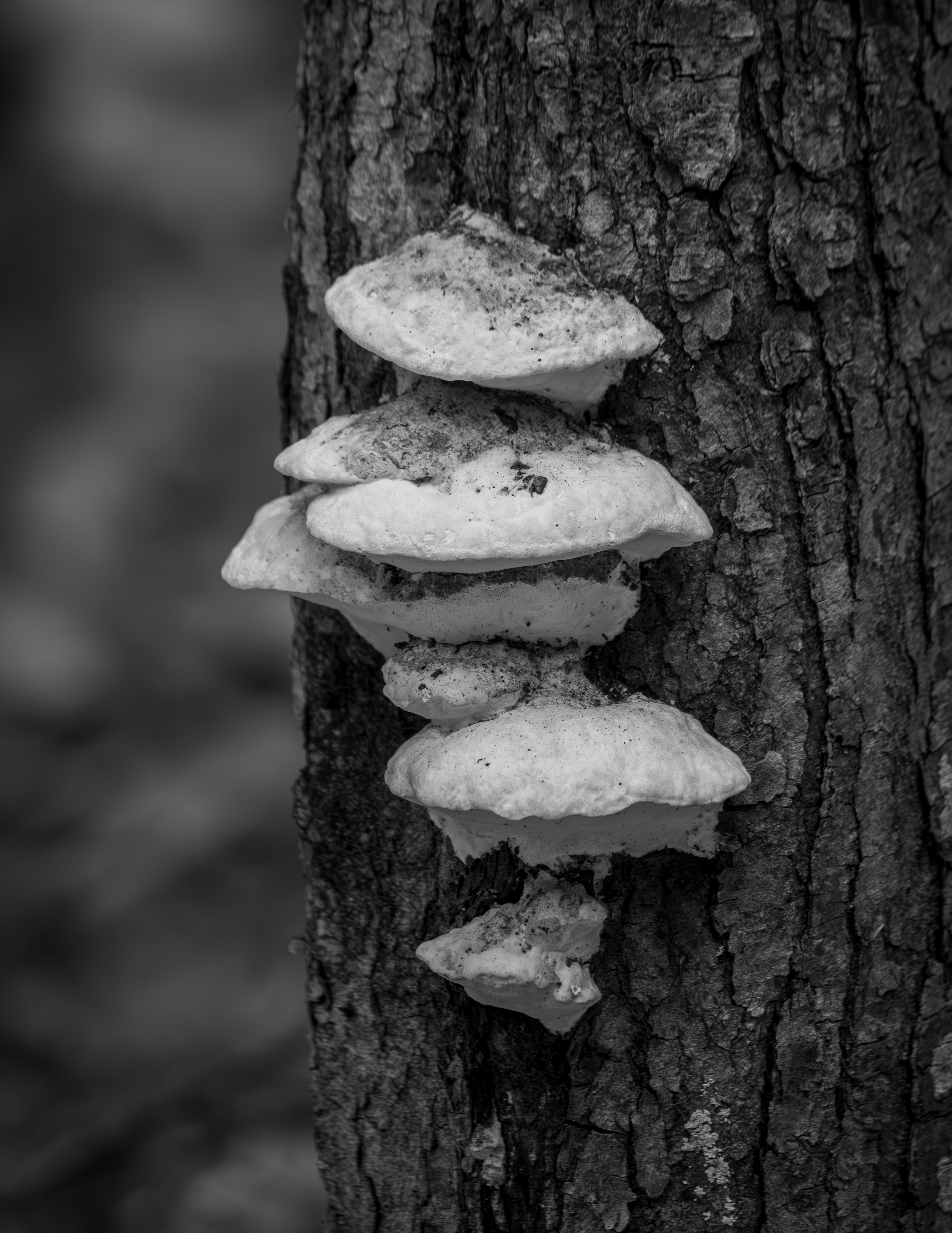 Fungi on Meadow Pond Trail - Black & White