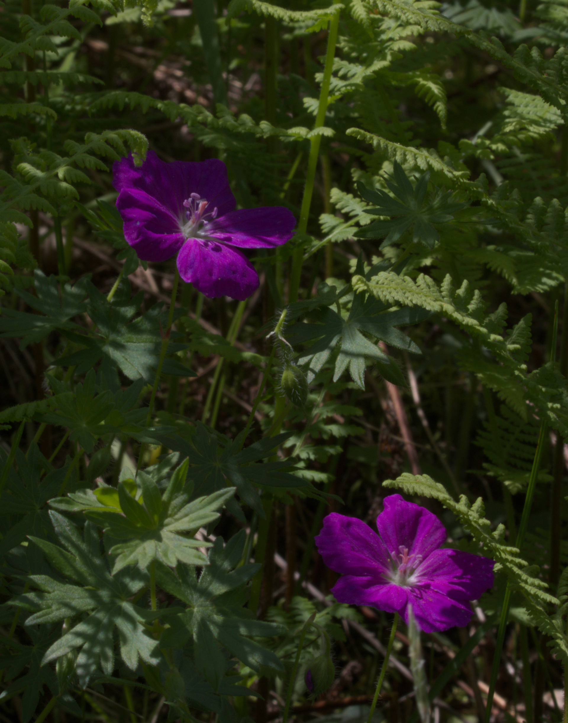 Johnson's Blue Geranium