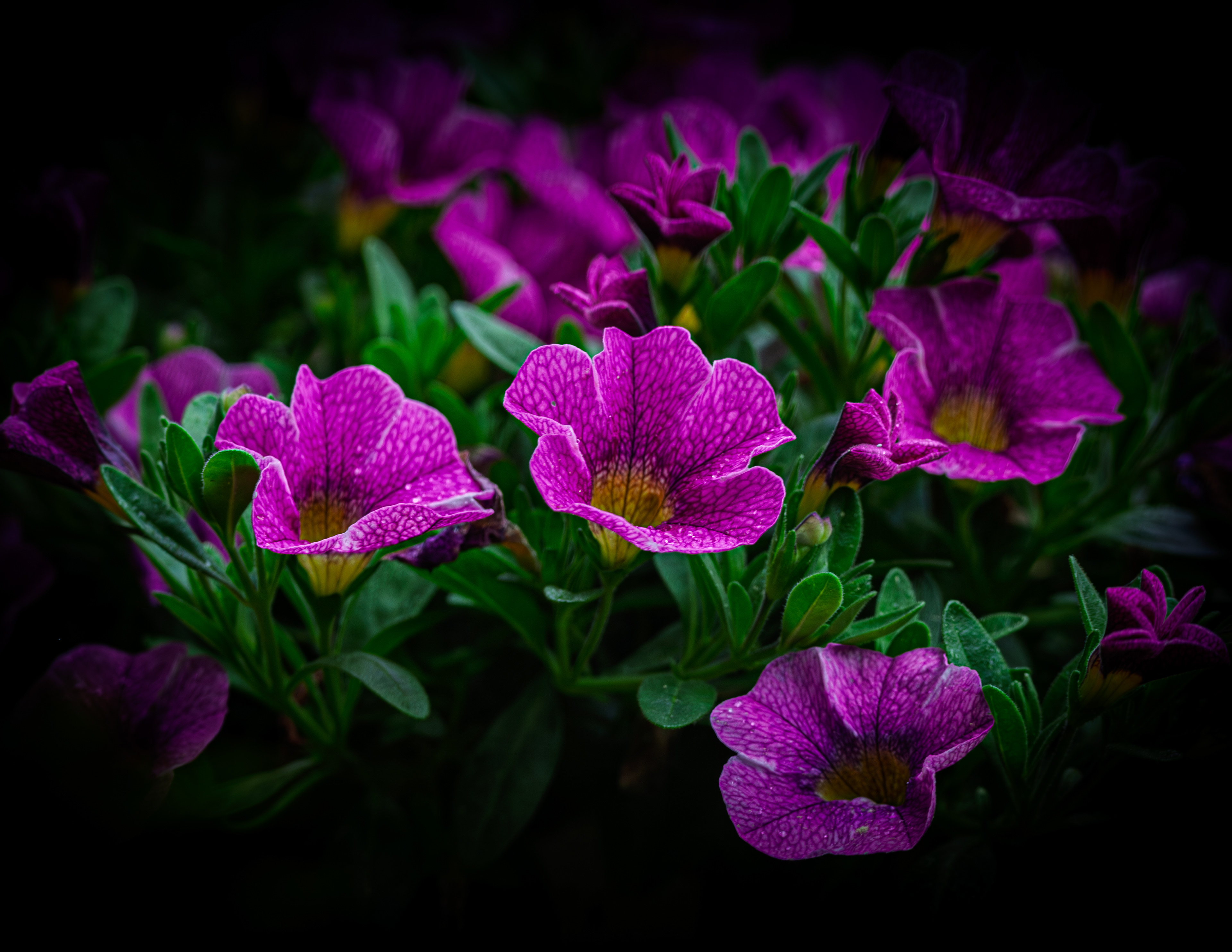 Calibrachoa - June 17, 2025