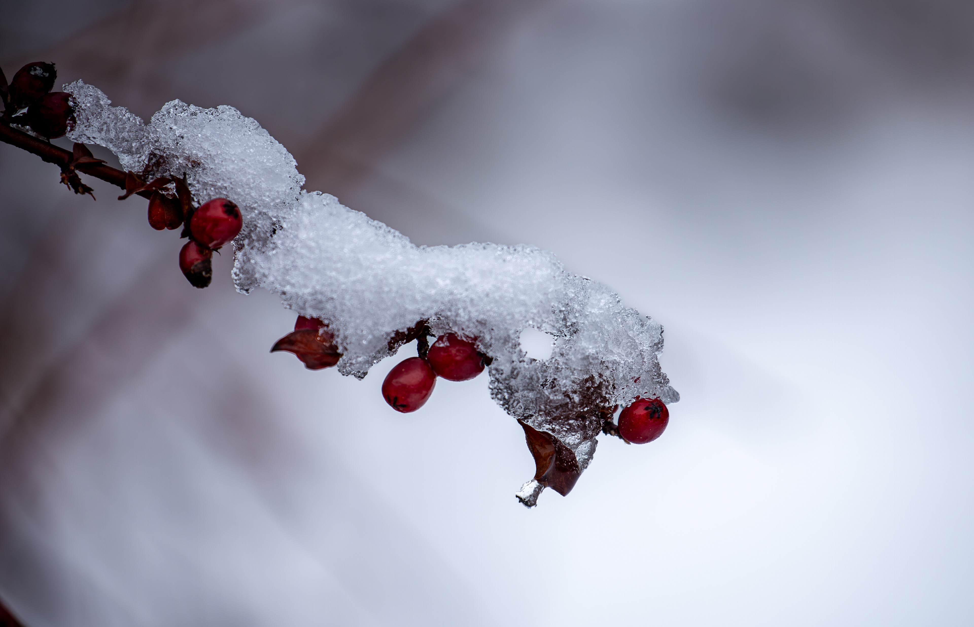 Japanese Barberry Branch