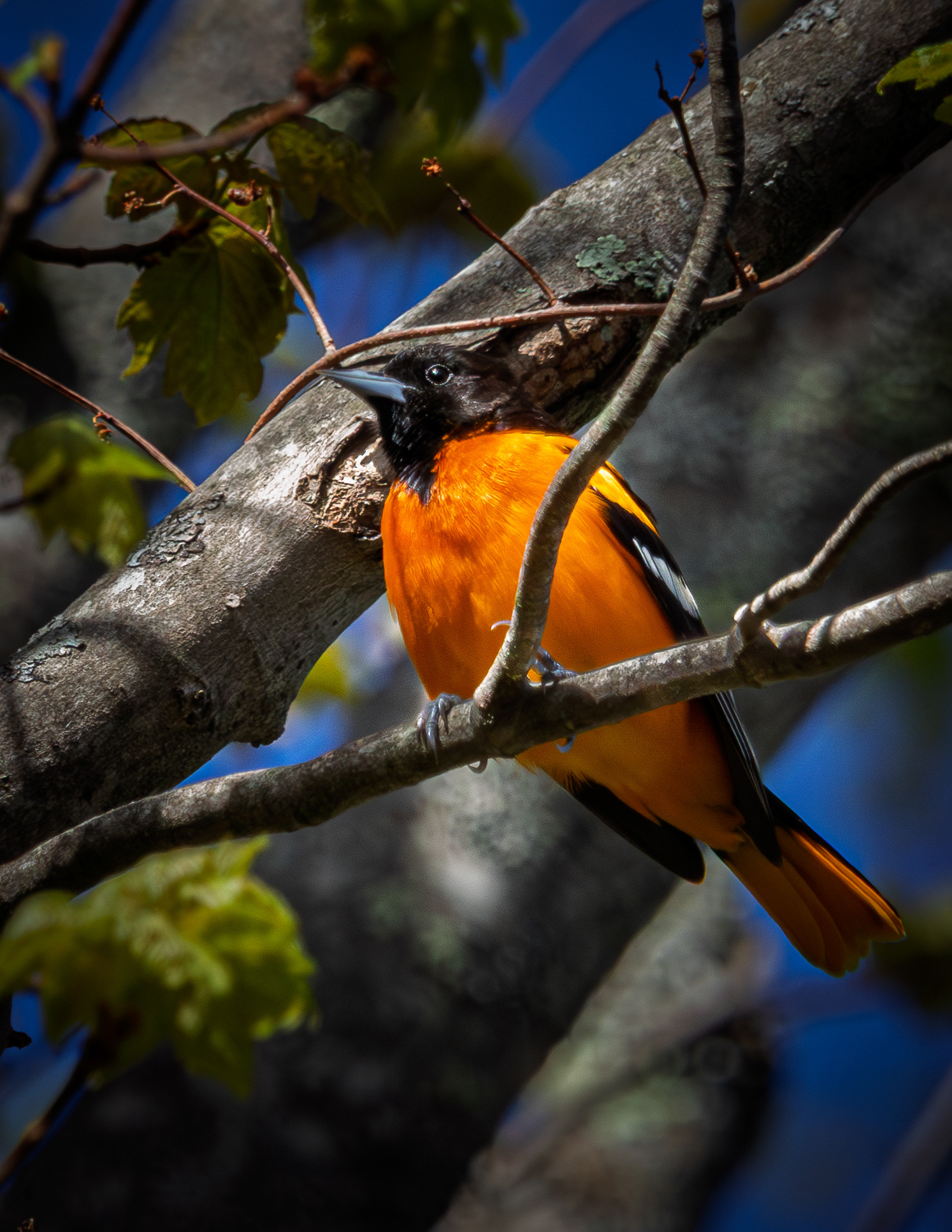 Male Baltimore Oriole No3