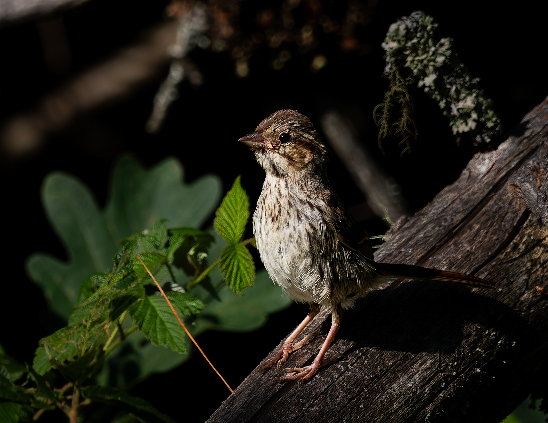 Song Sparrow No2 - August 20, 2026