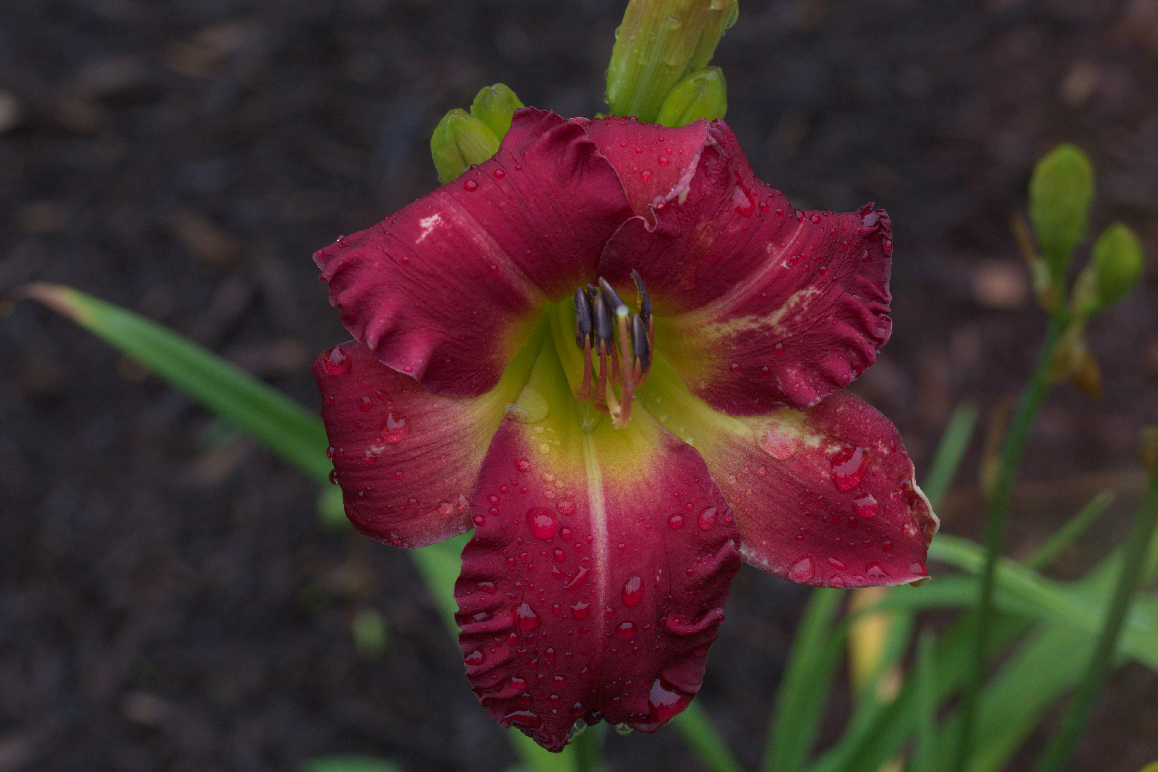 Earlybird Cardinal Daylily No1