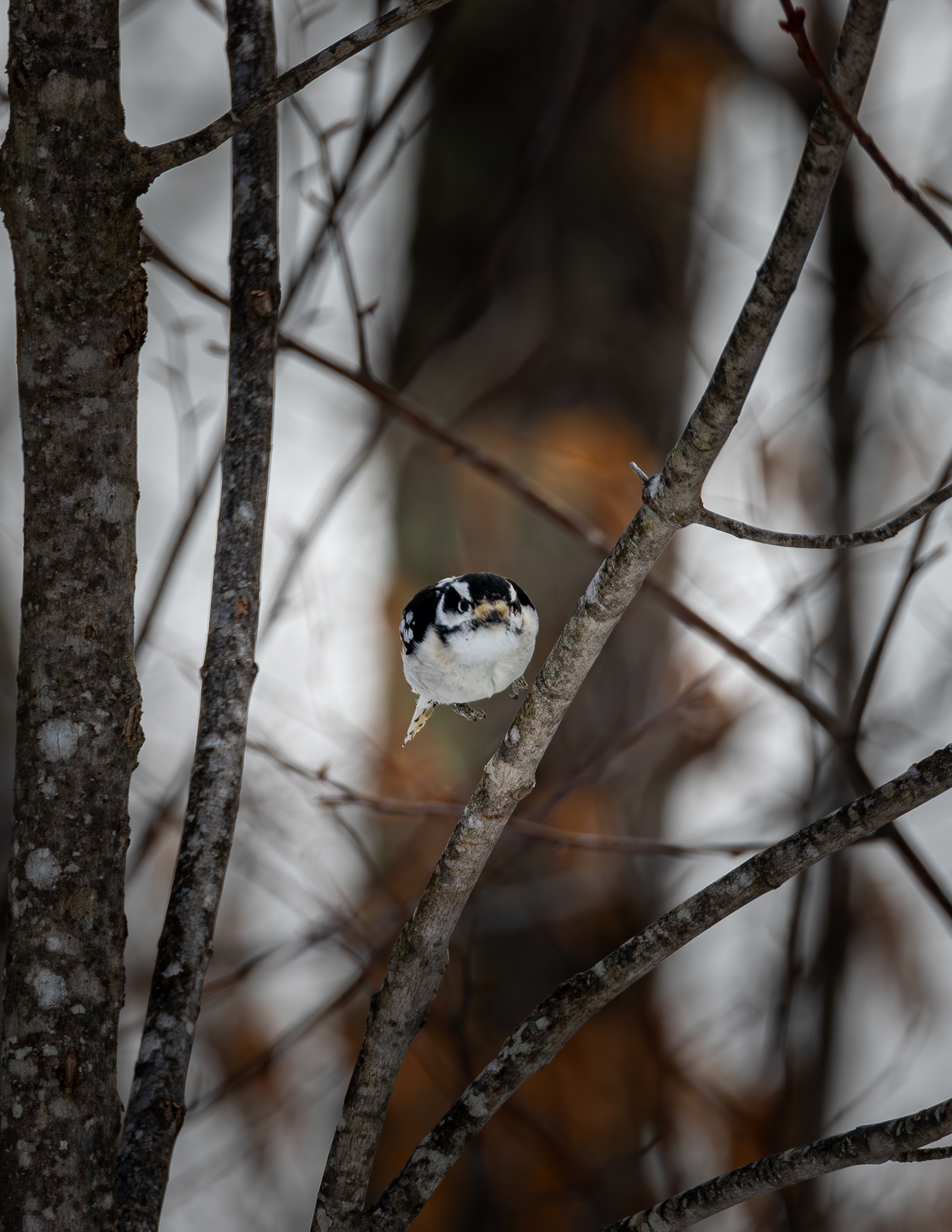 February - Downey Woodpecker - Gilmanton, NH No3