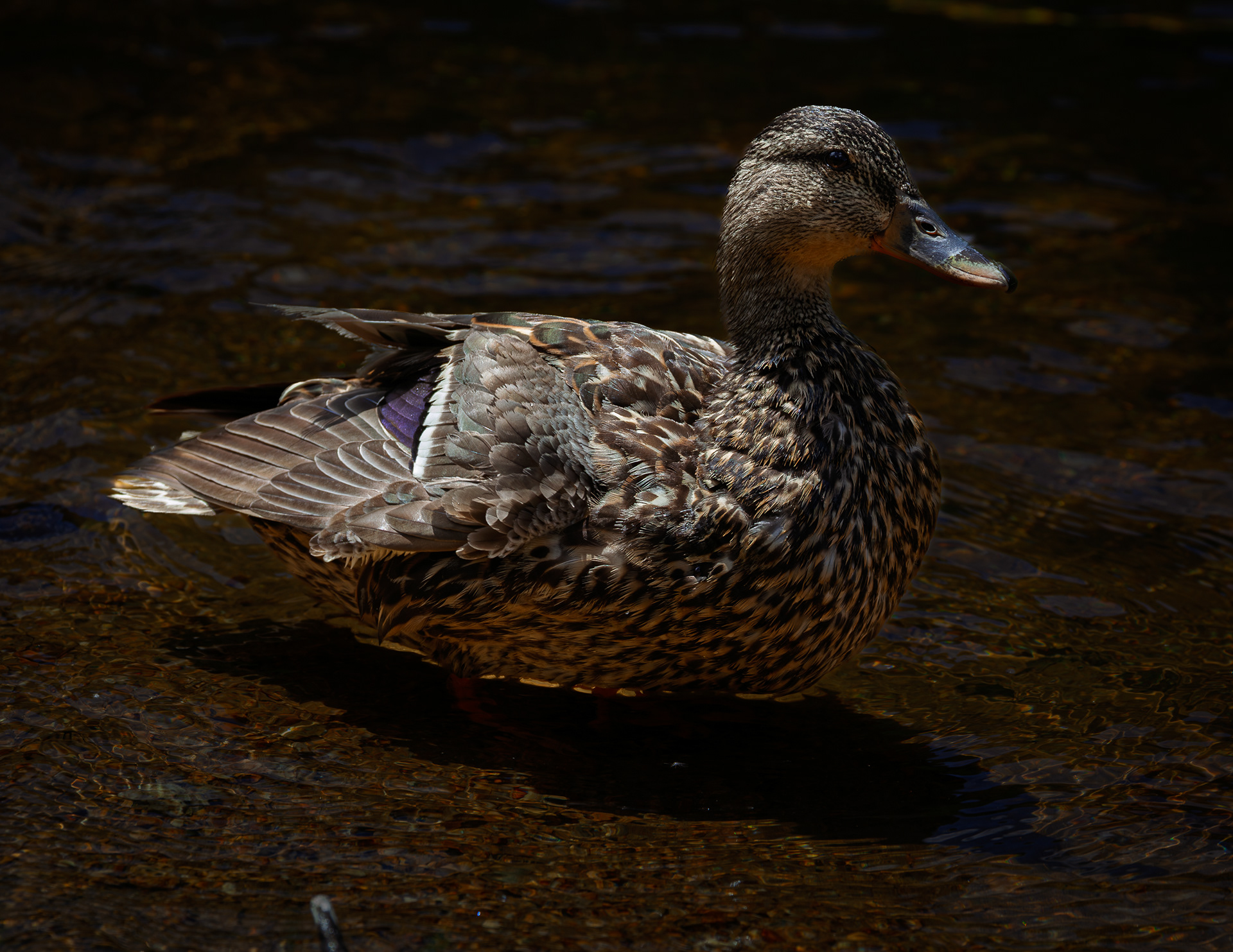 Mallard Hen at Willey Pond No4
