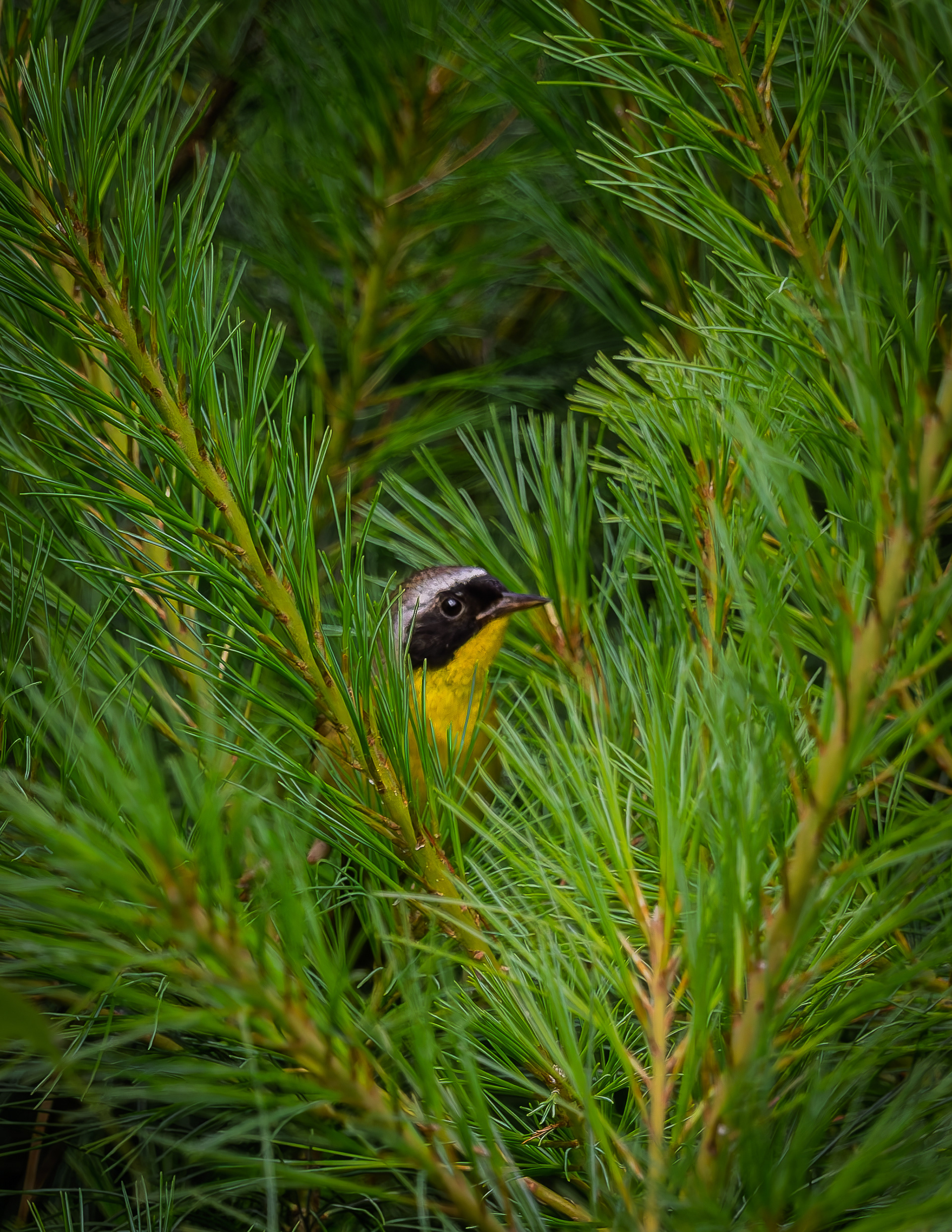 Common Yellowthroat No1