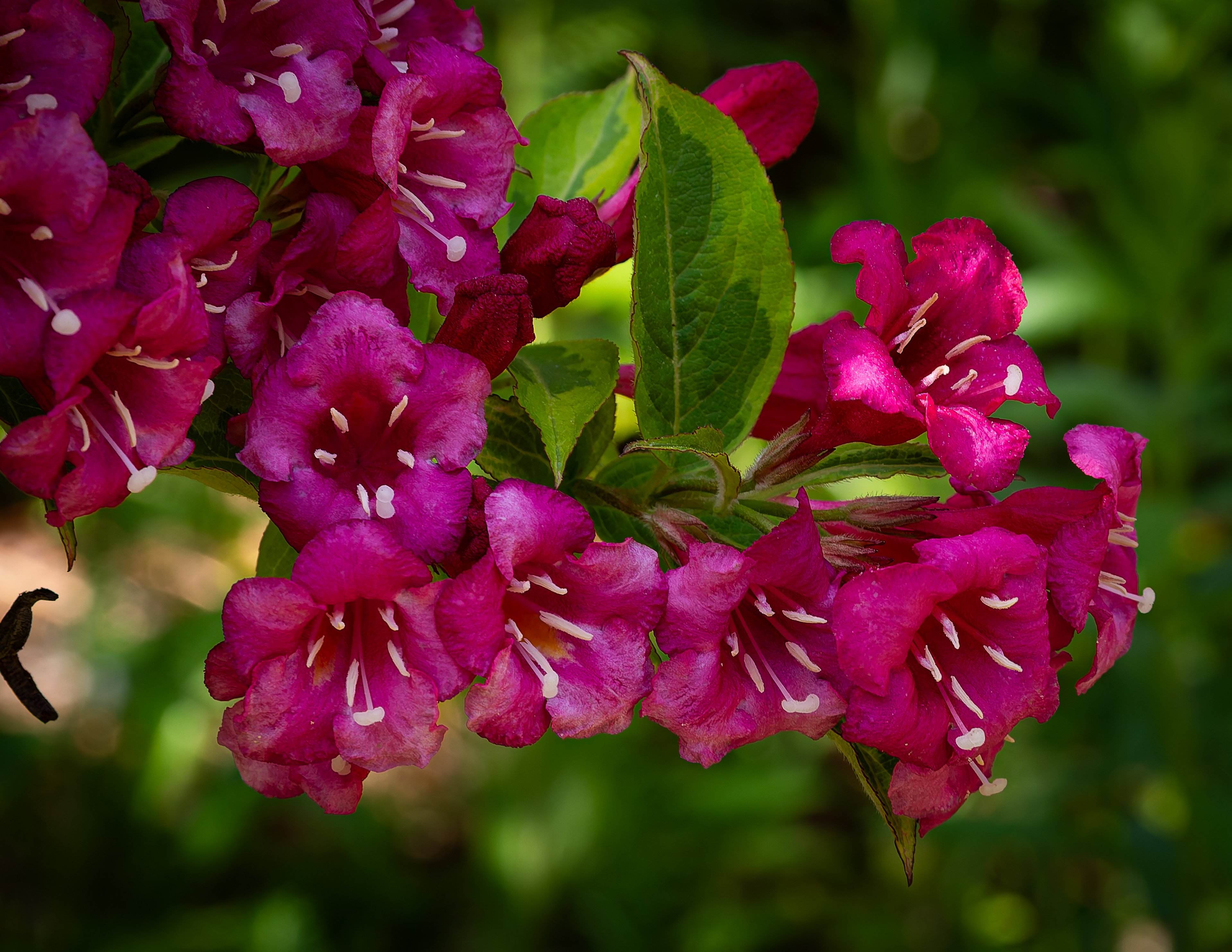 Weigela - June 14, 2026