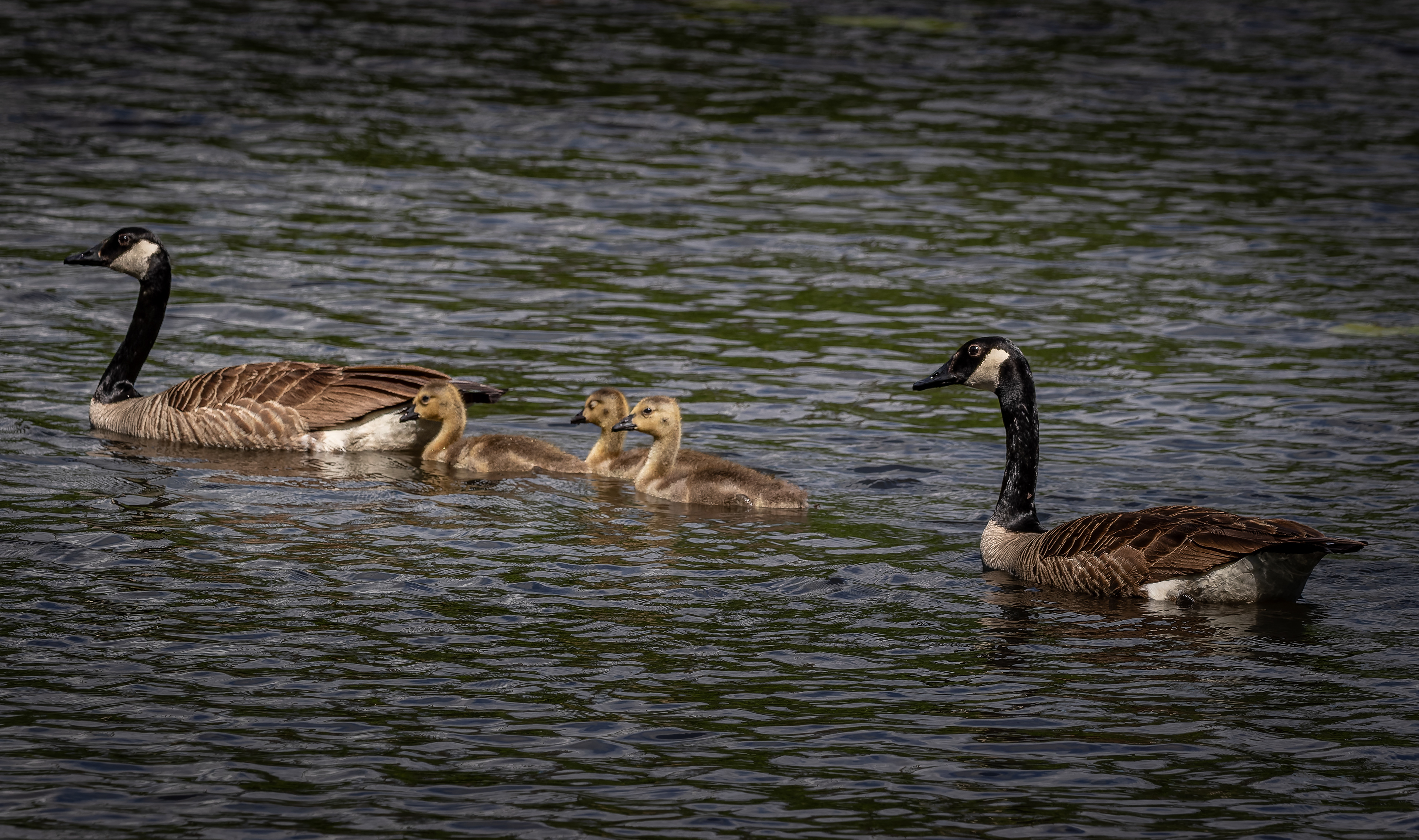Canada Goose Family
