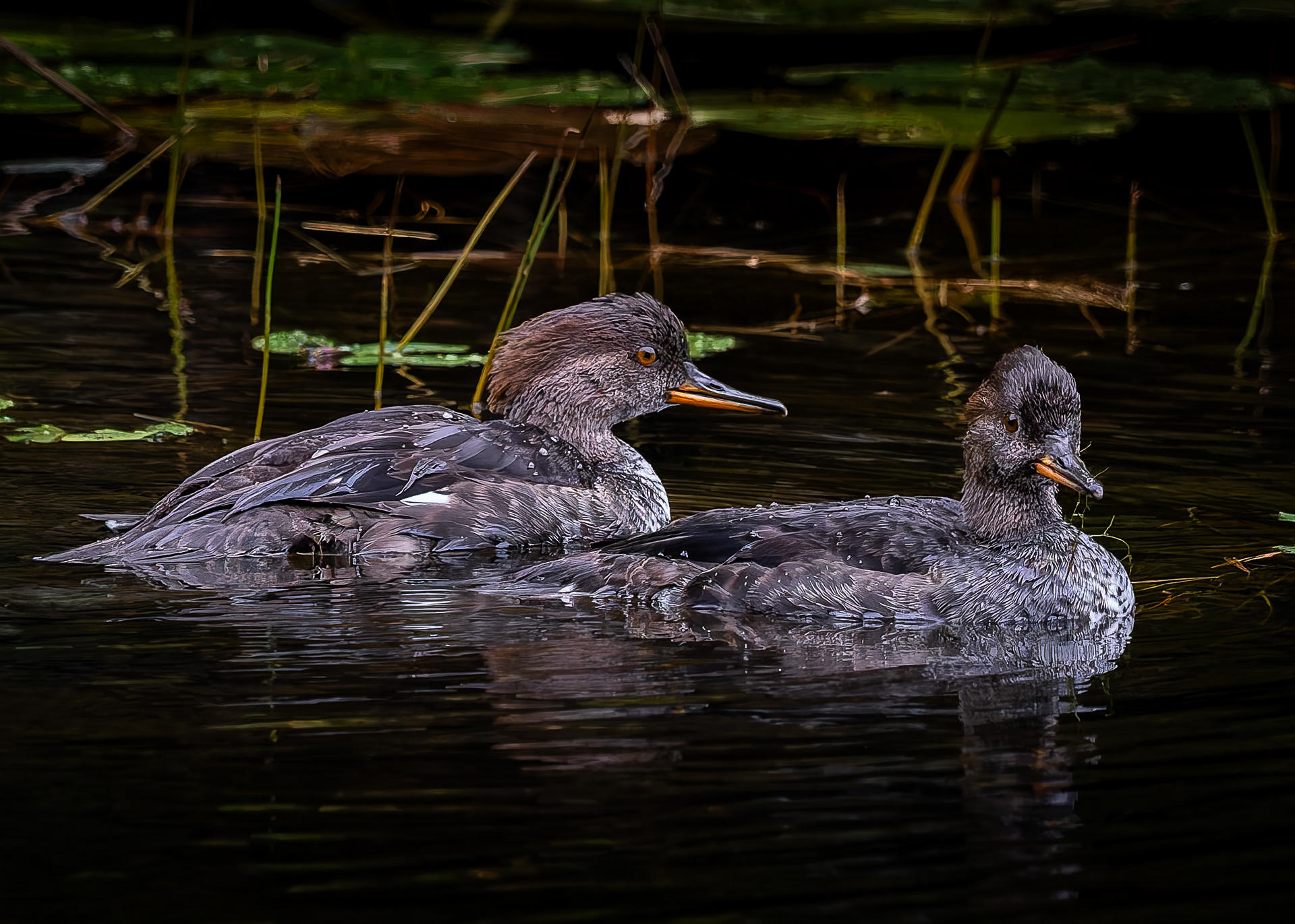 Hooded Mergansers - September 29, 2026