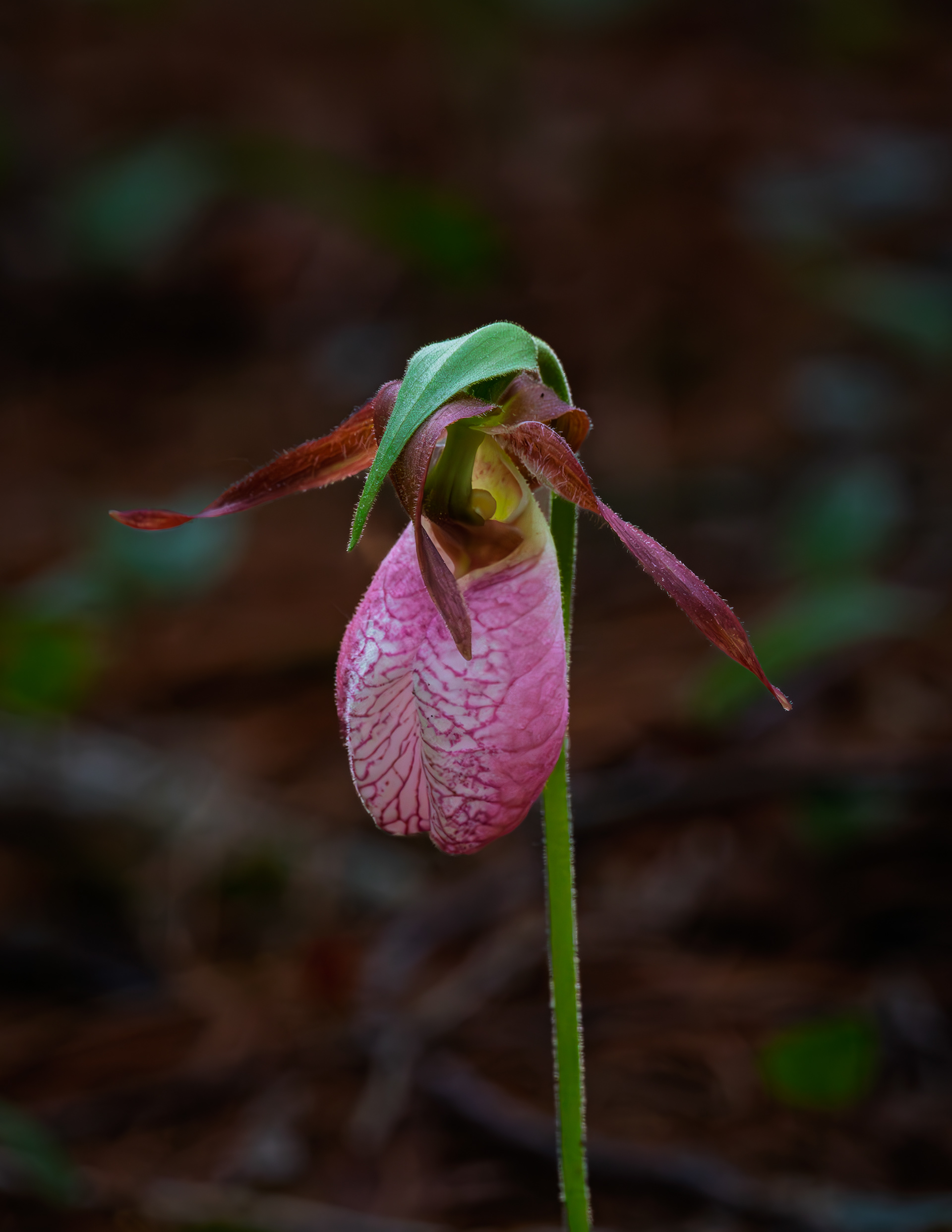 Lady Slipper