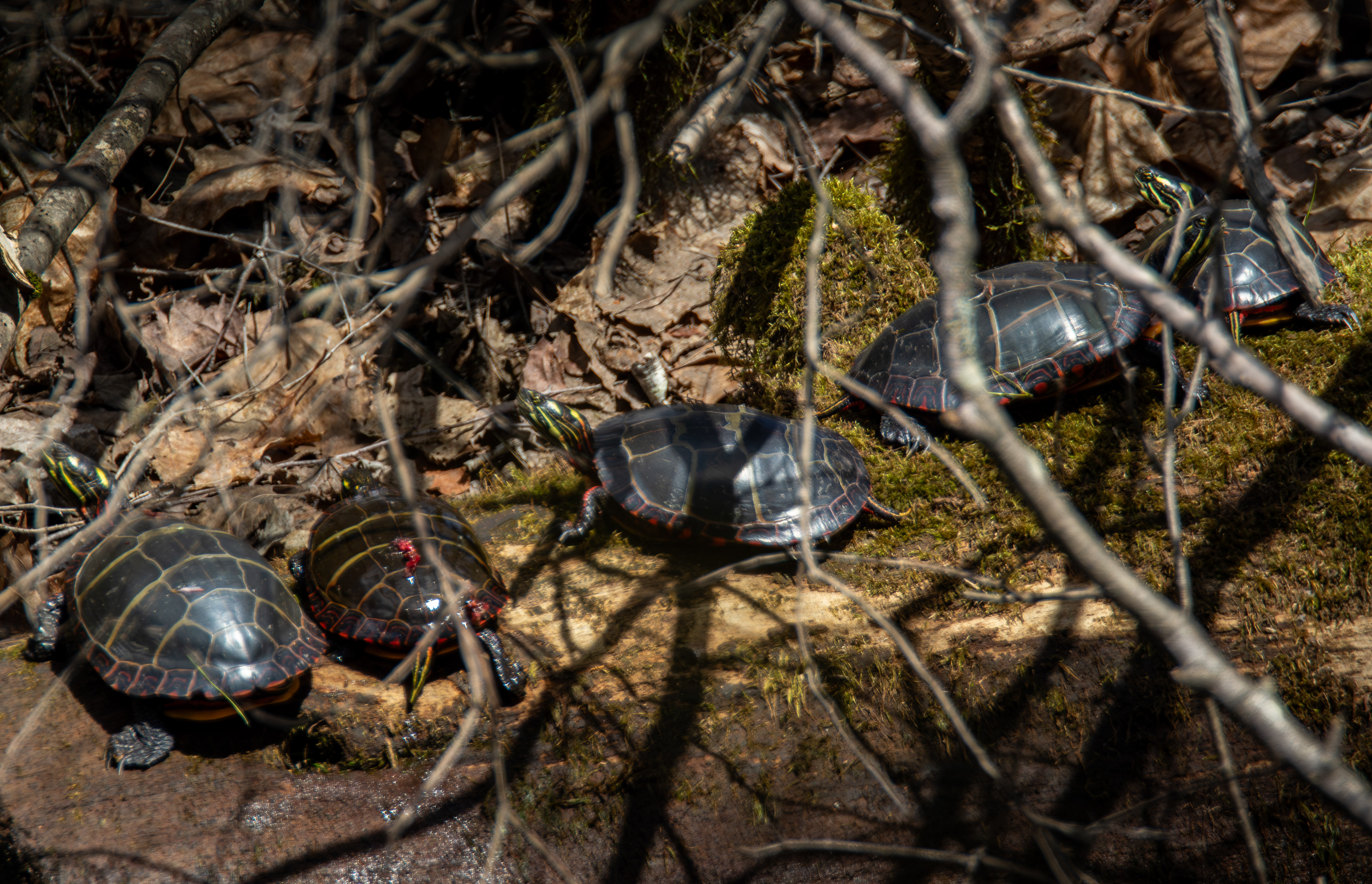 Painted Turtles