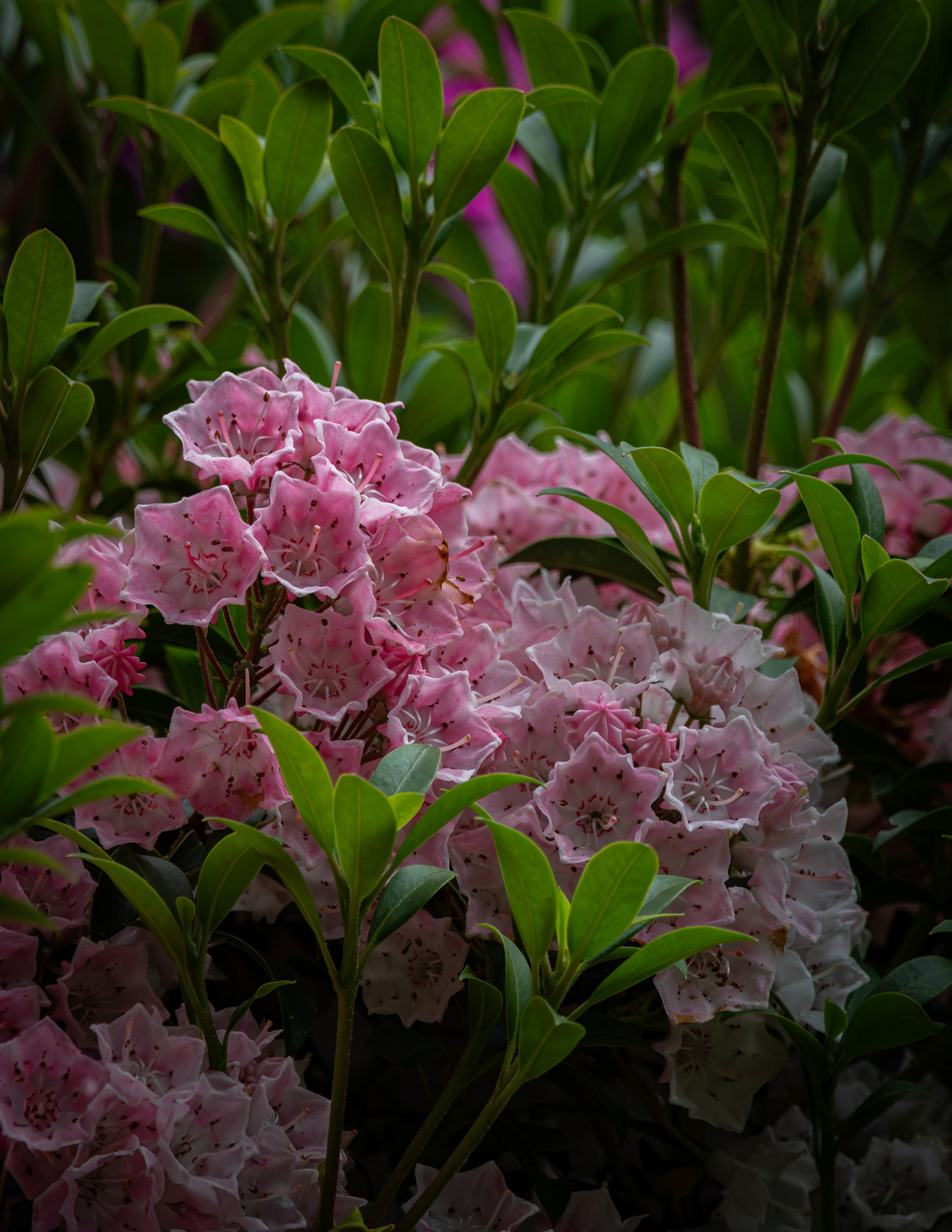 Mountain Laurel No2