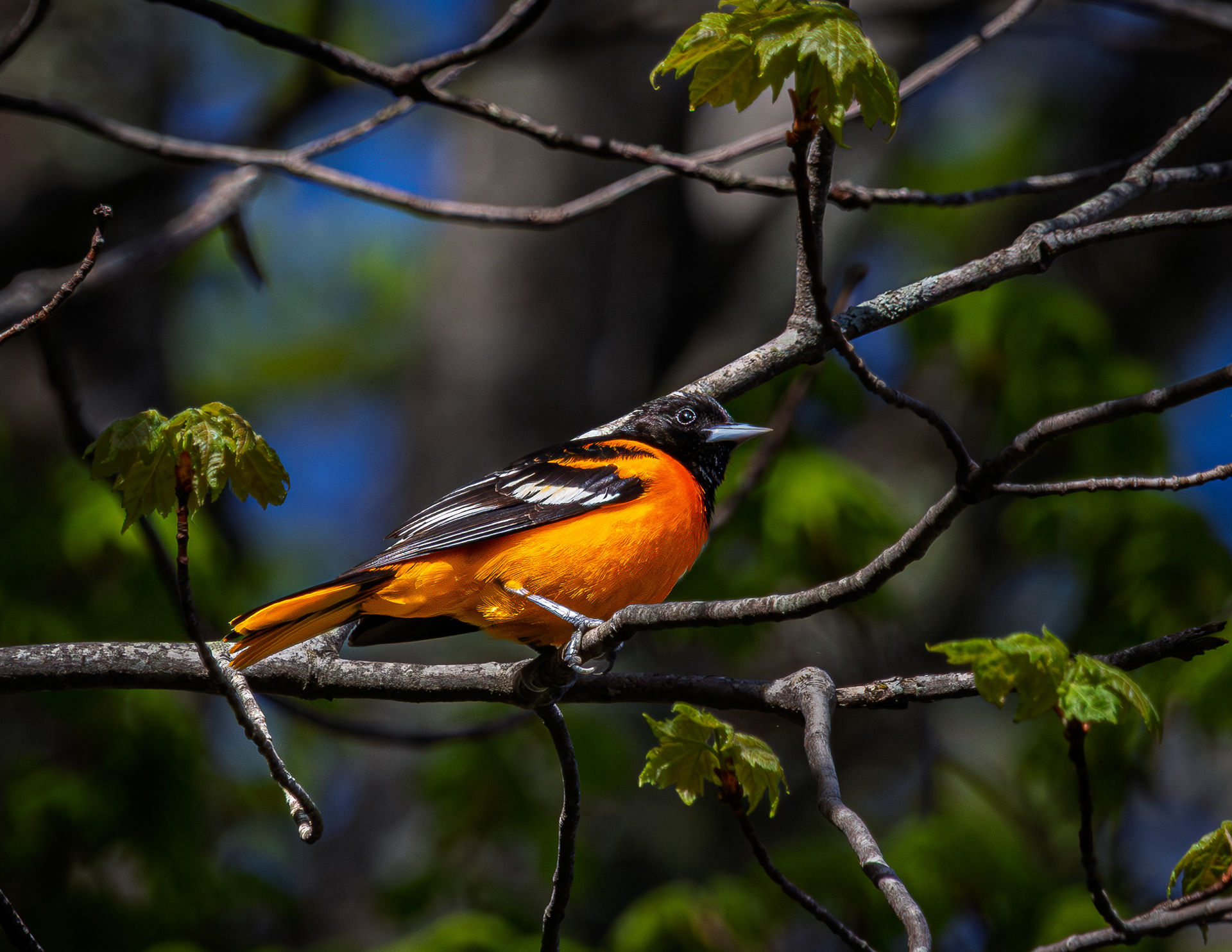 Male Baltimore Oriole No2