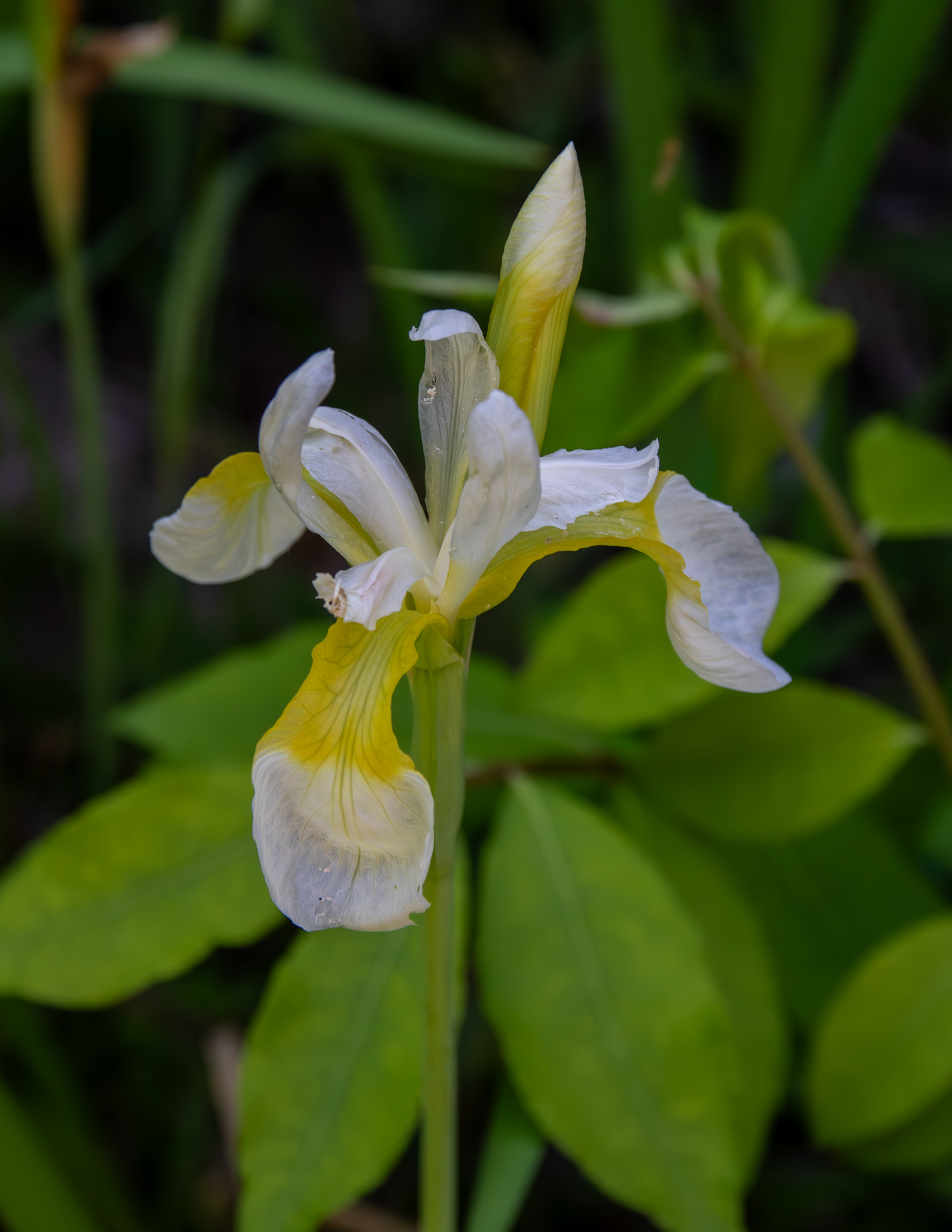 White Iris