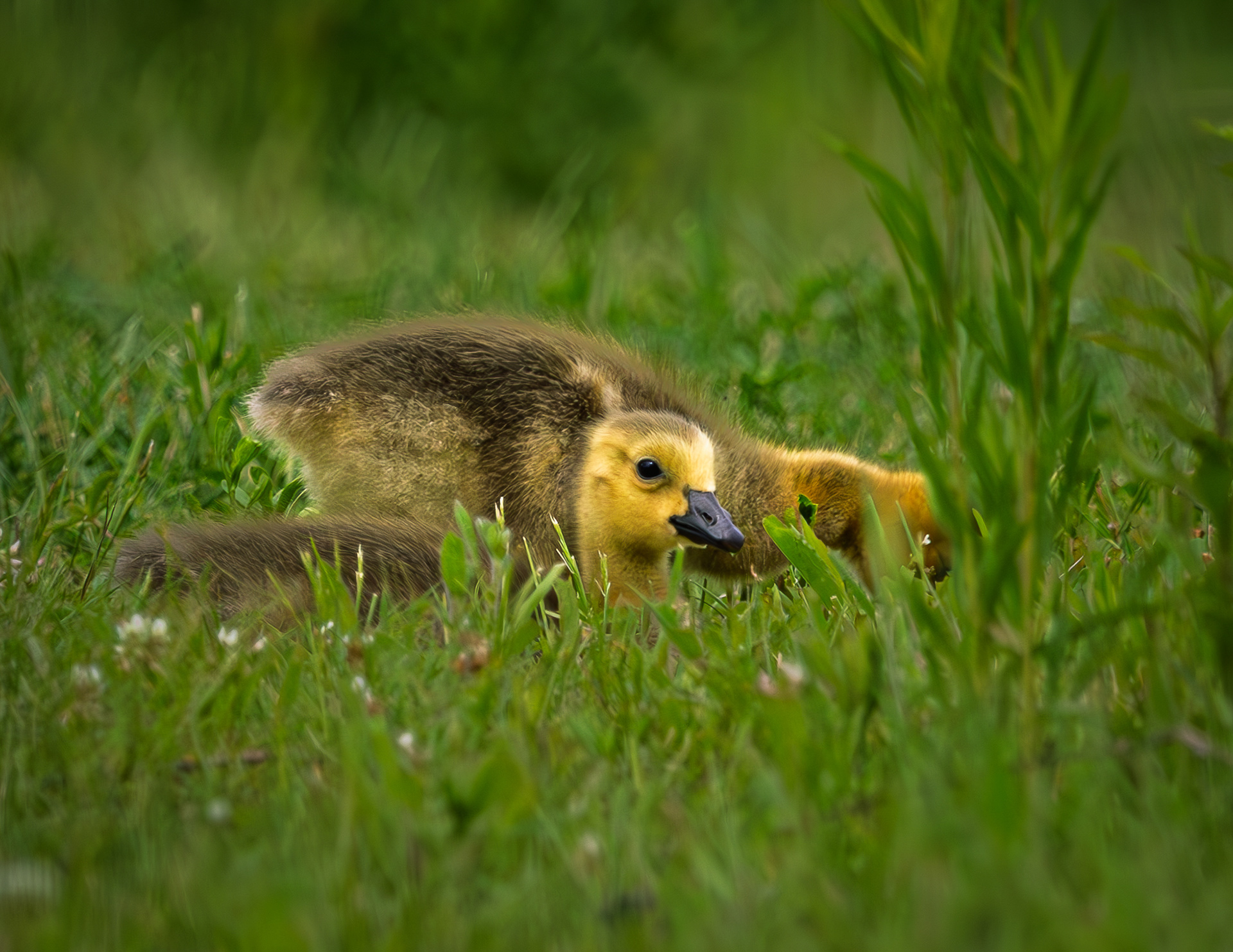 Canada Geese Chicks
