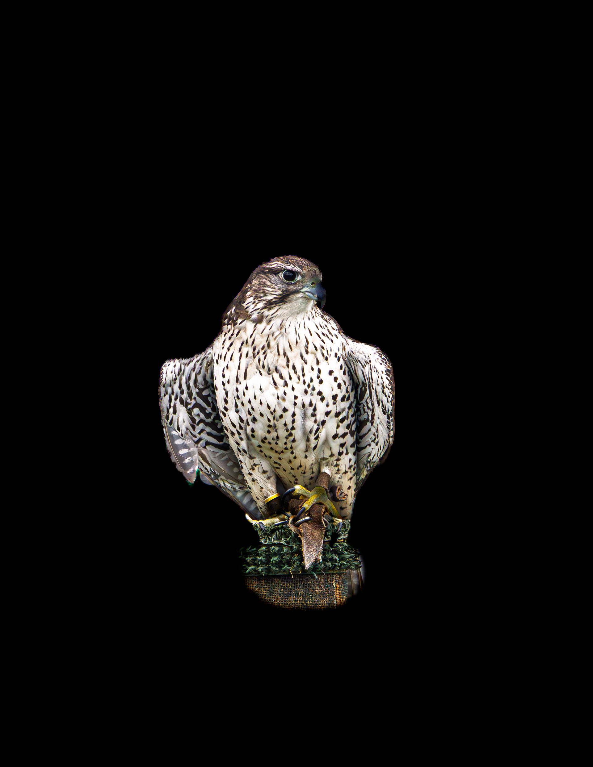 Gyrfalcon No1