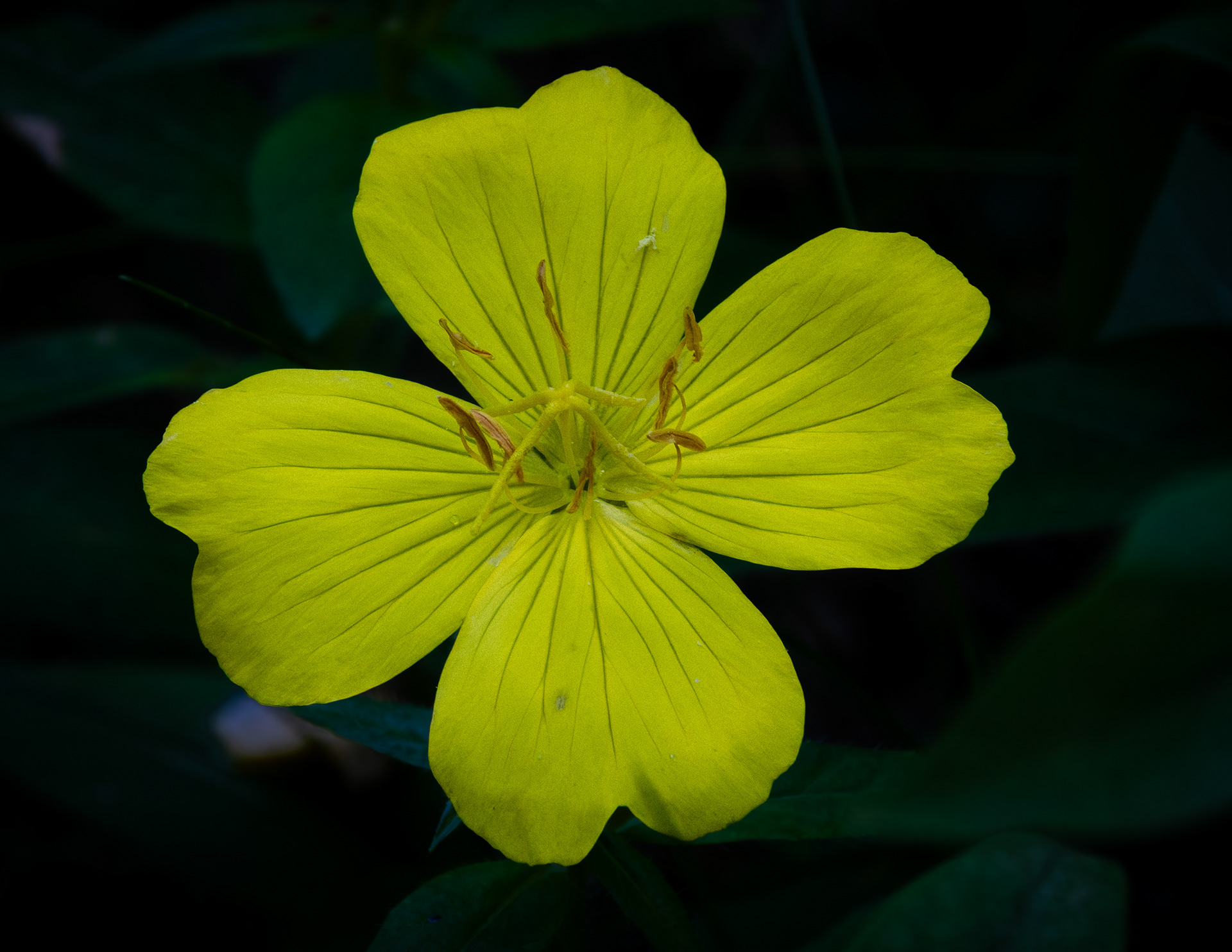 Oenothera - July 4, 2026