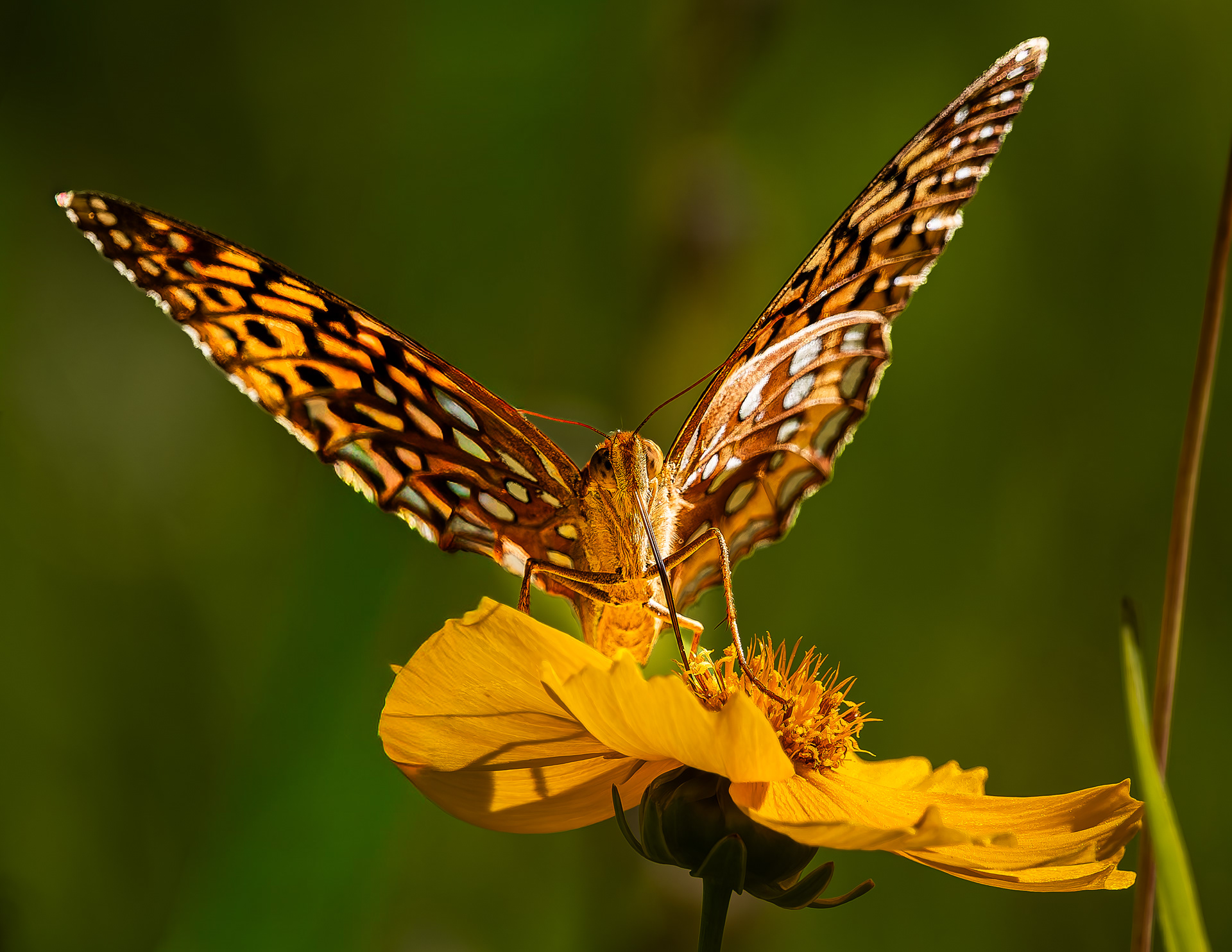 Great Spangled Fritillary No1