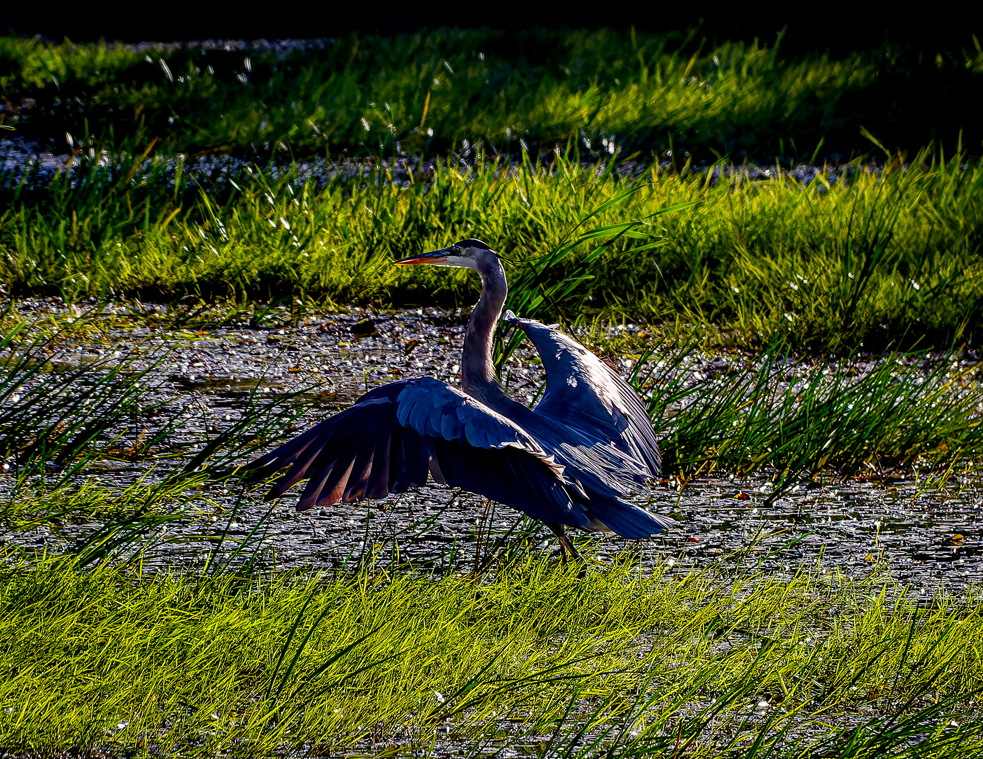 Great Blue Heron No4