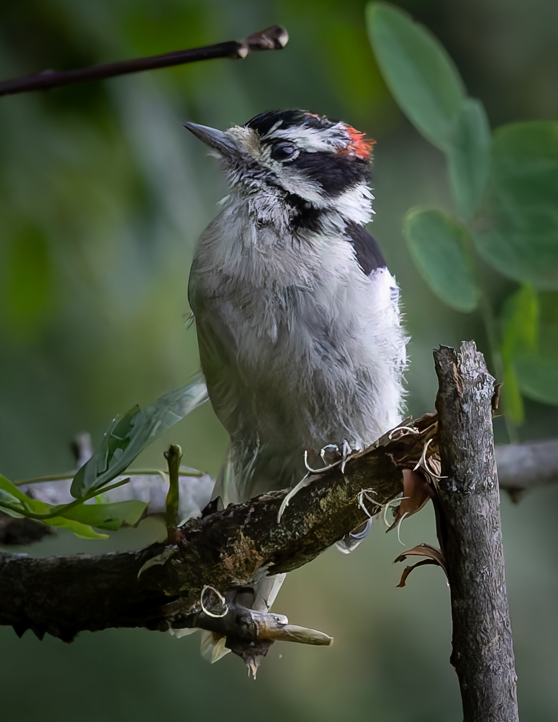 Juvenile Downy Woodpecker