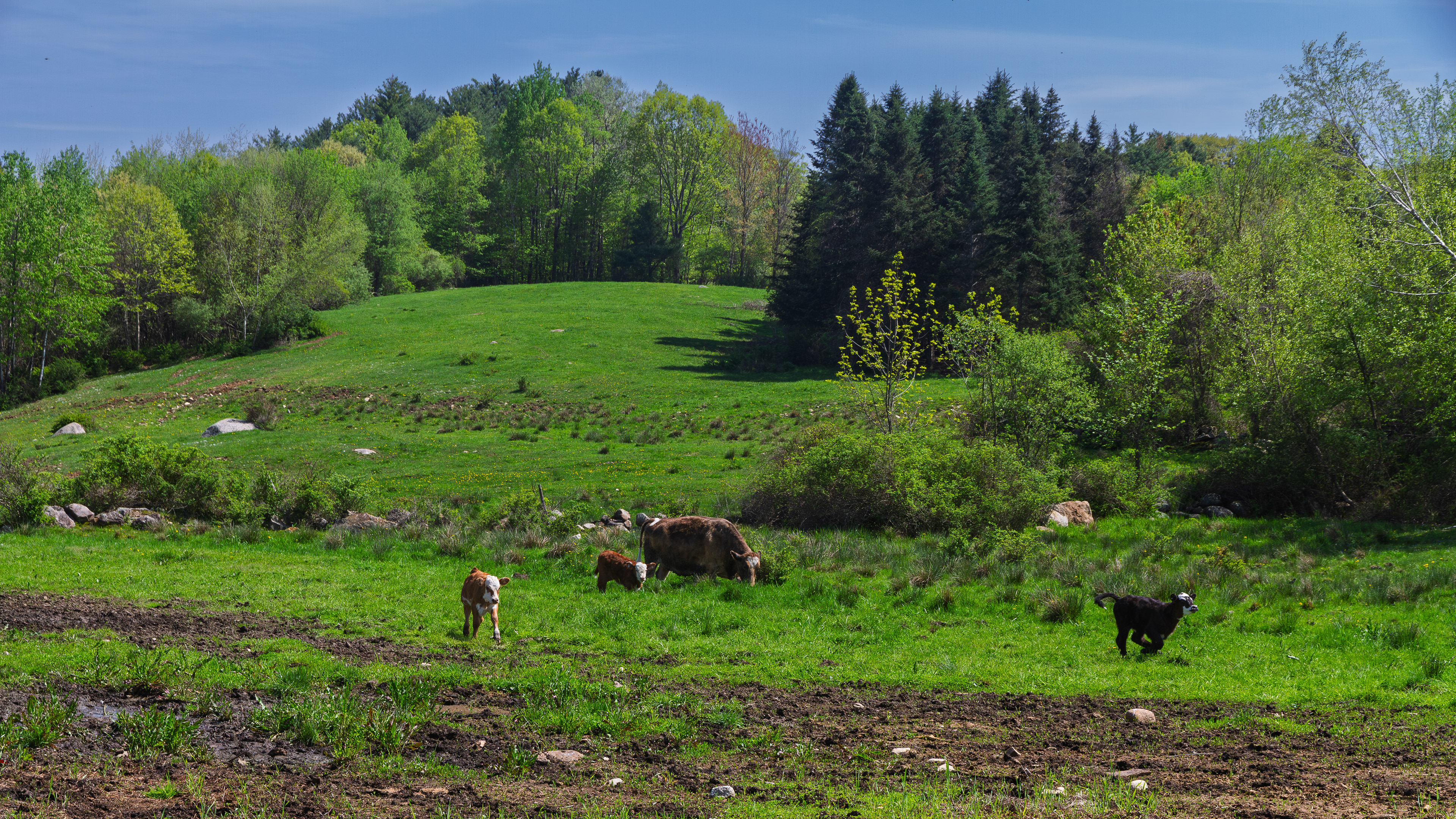 Pastoral Scene at BHF No1