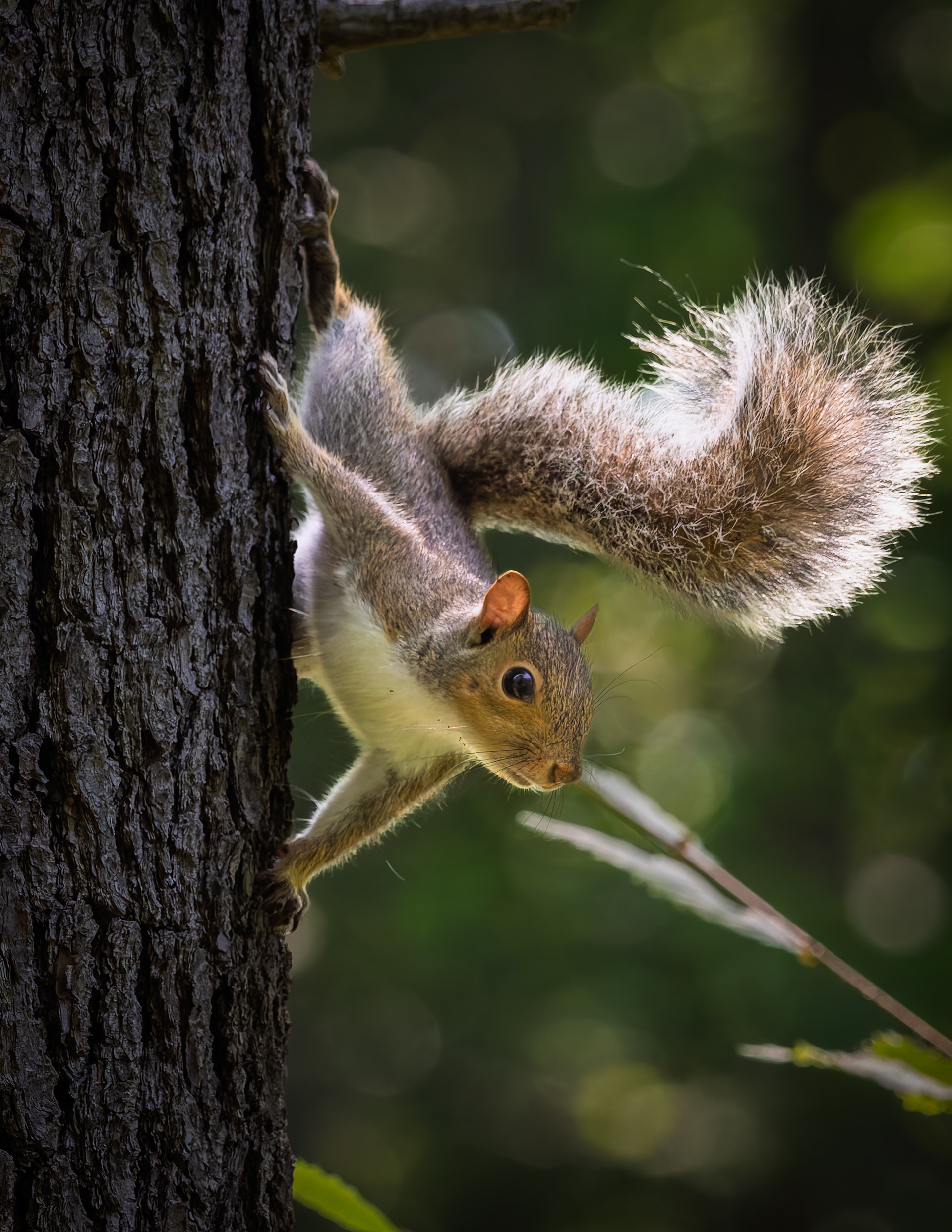 Red Squirrel