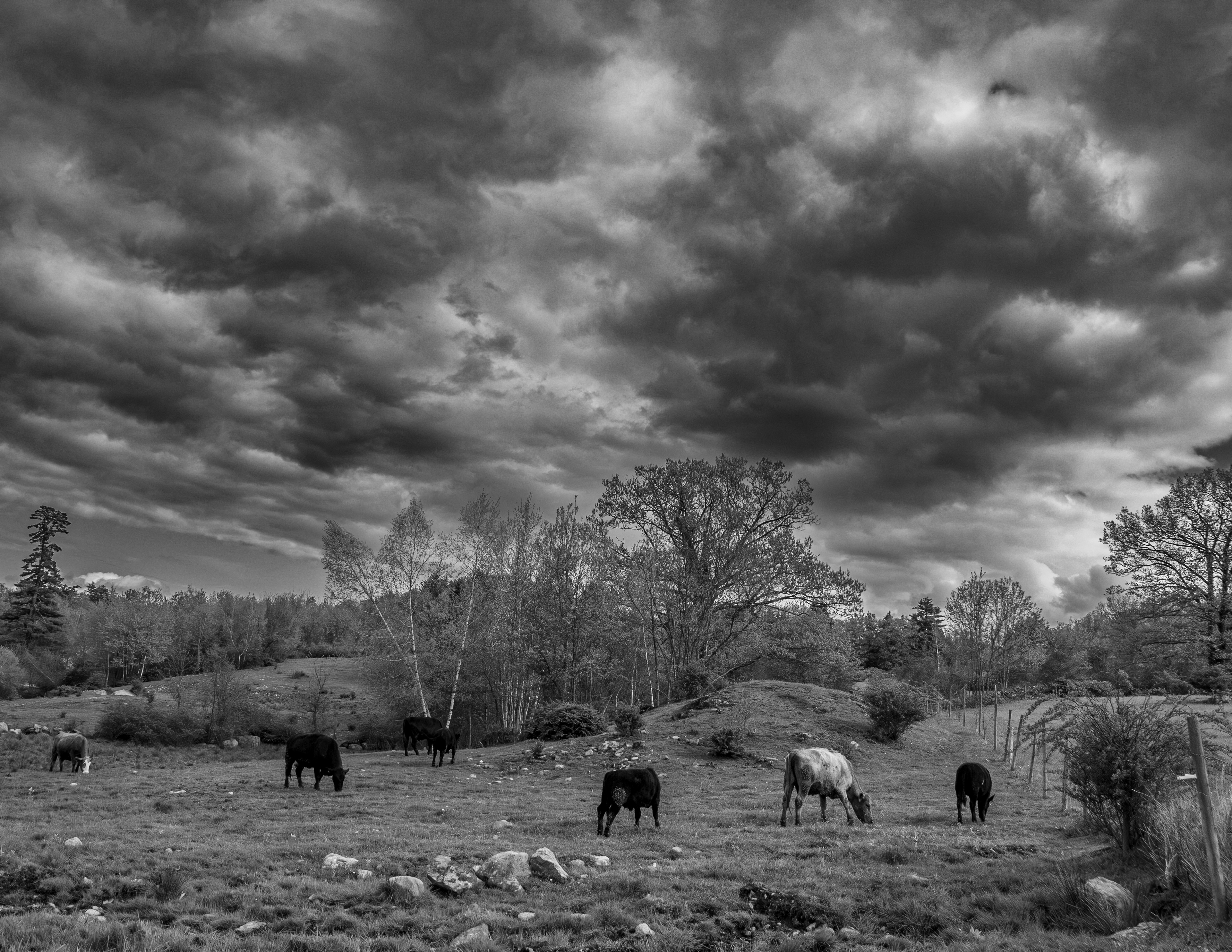Beech Hill Farm - May 11, 2024