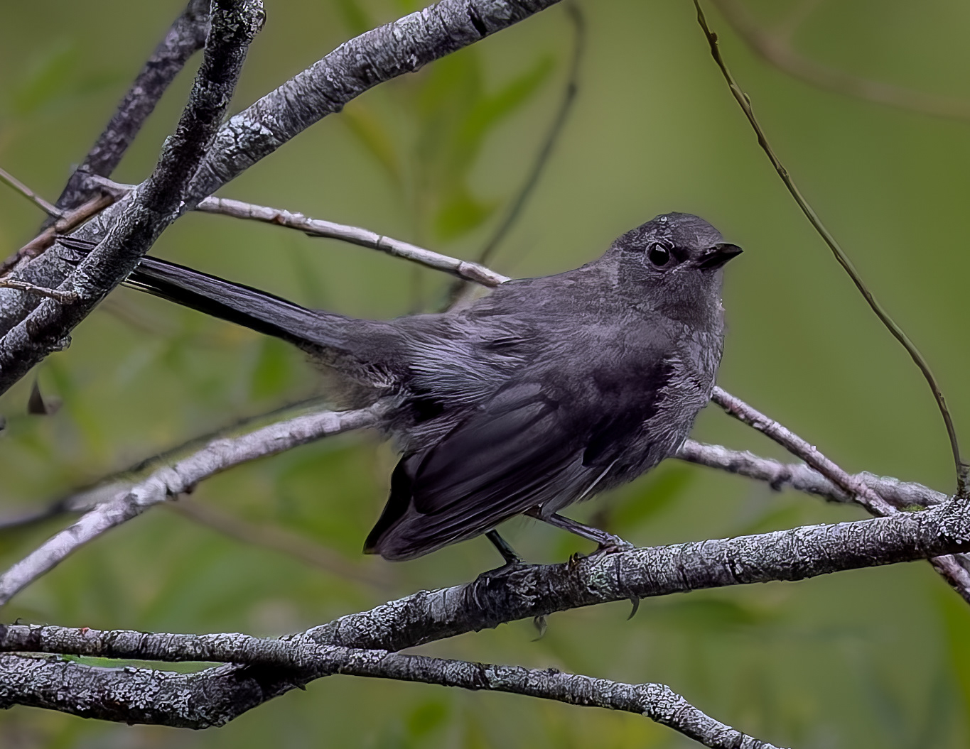 Catbird No1