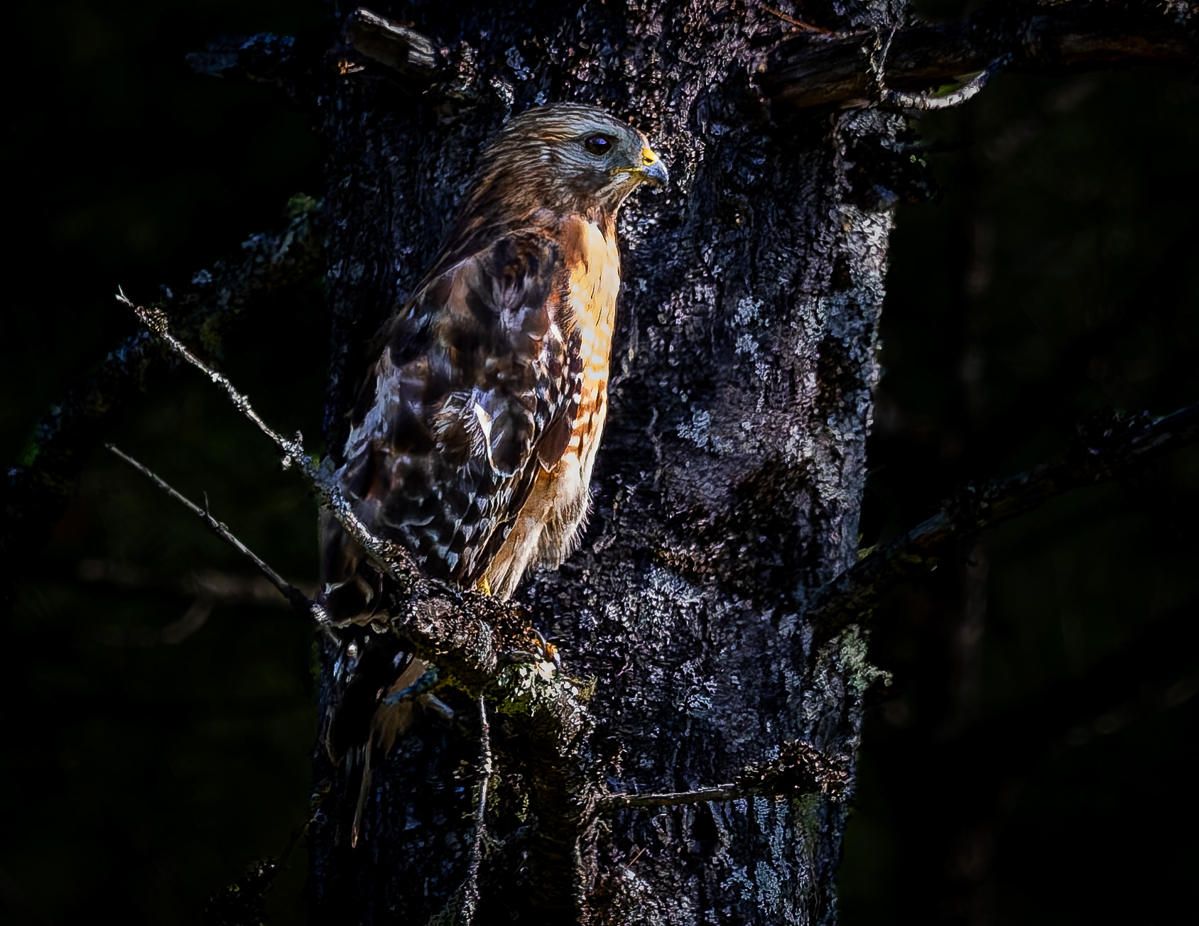 Red-shouldered Hawk No5