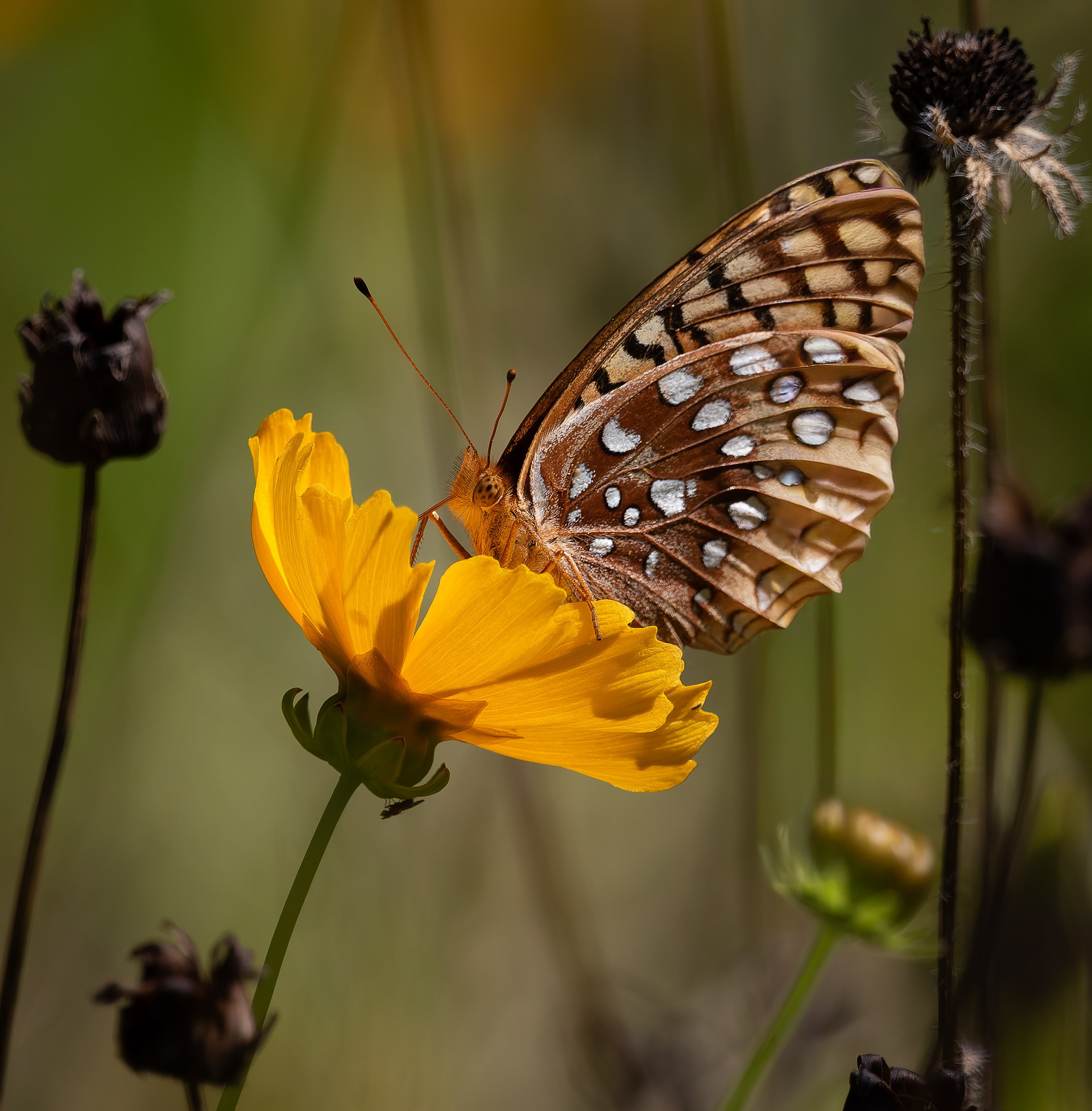 Great Spangled Fritillary No8