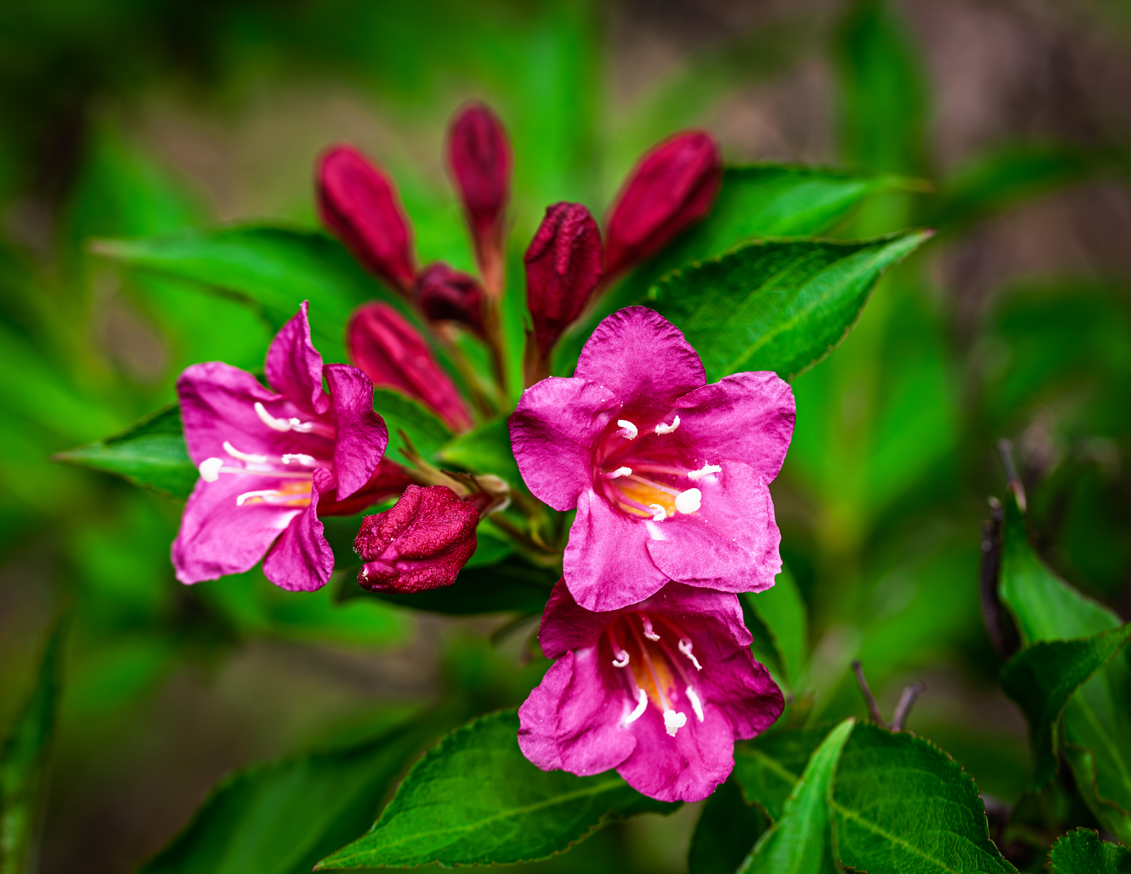 Weigela