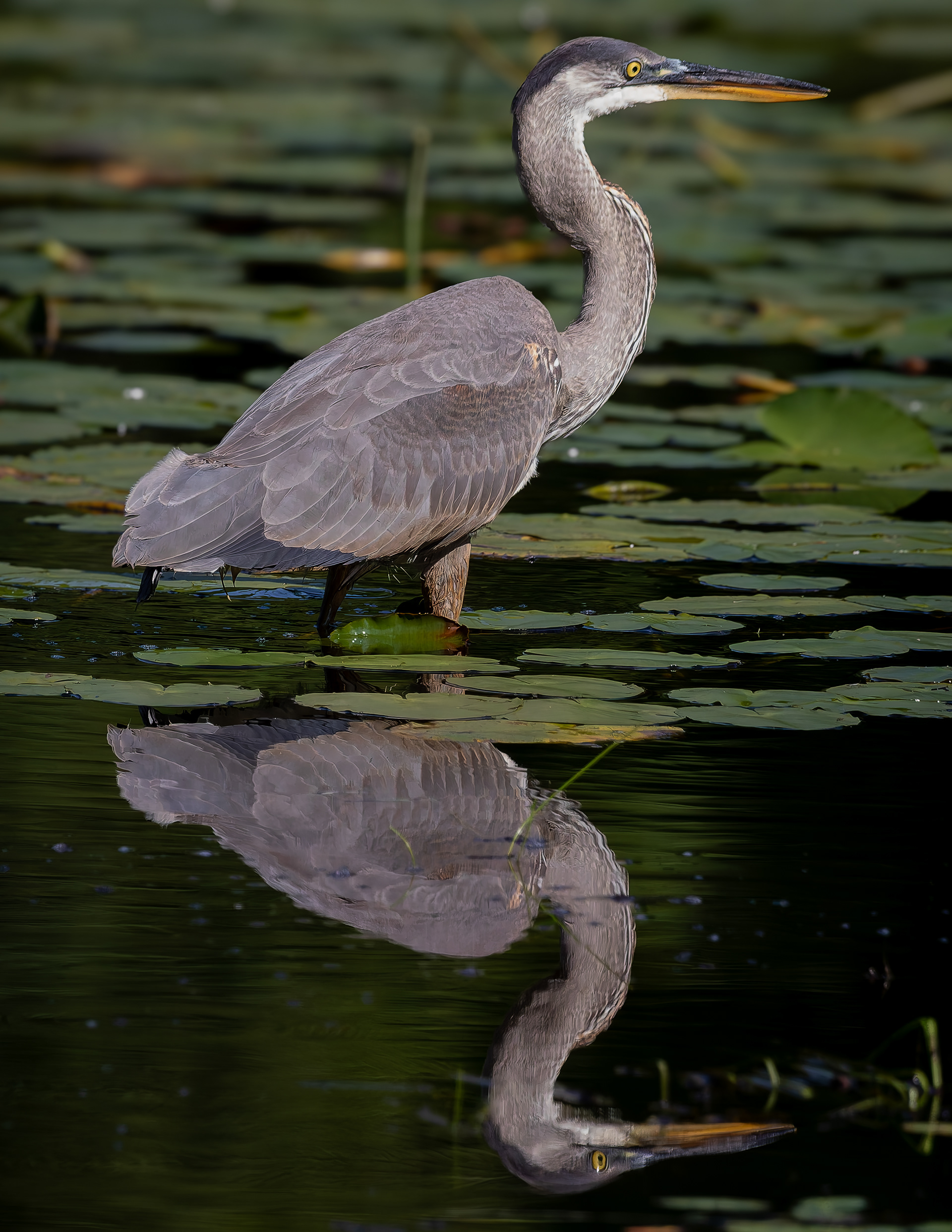 Great Blue Heron No16