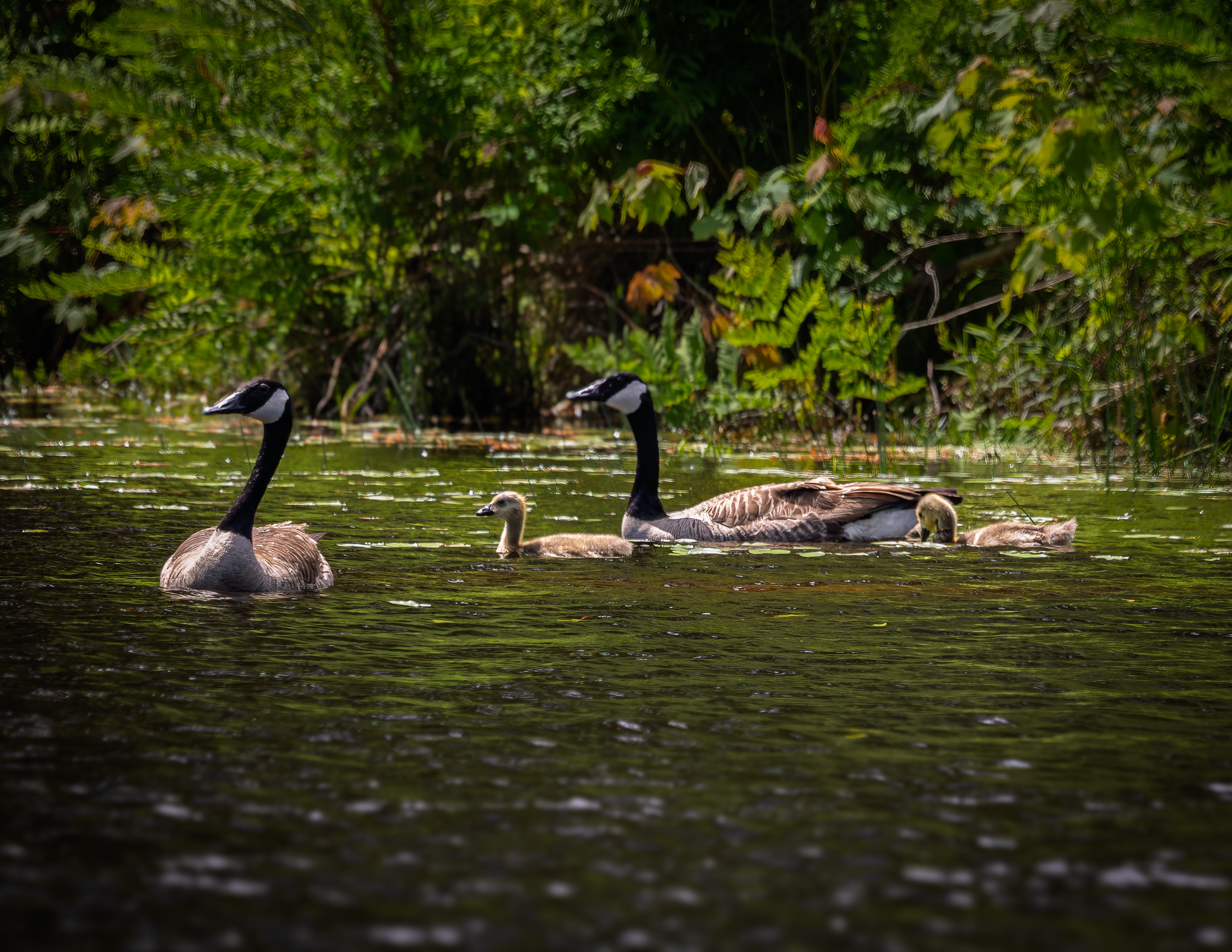 Canada Geese Family