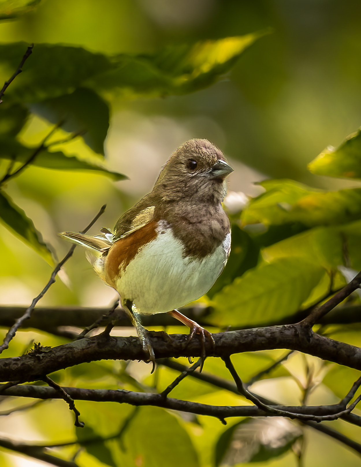 Female Eastern Towhee No1