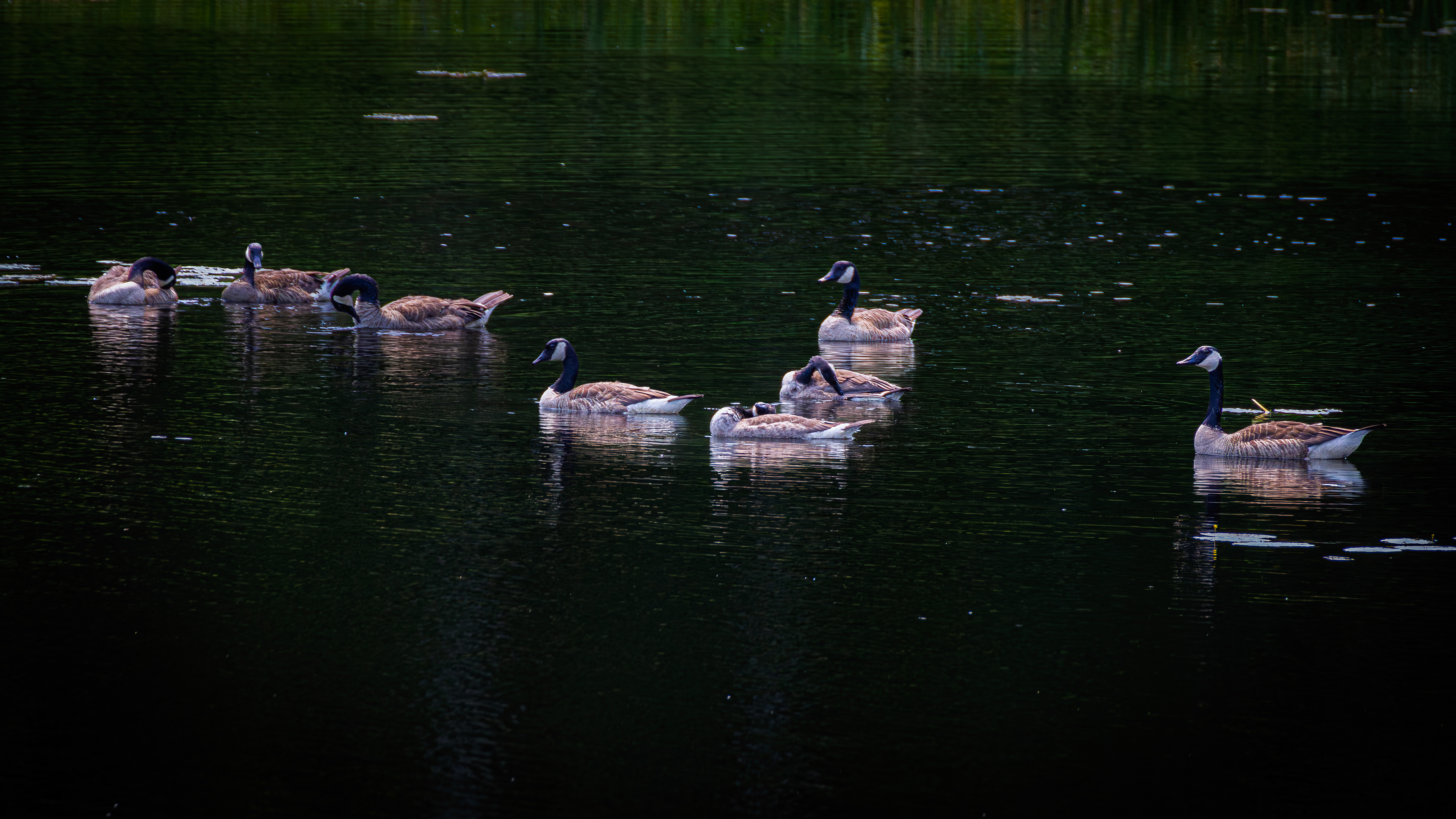Canada Geese at CSV No1